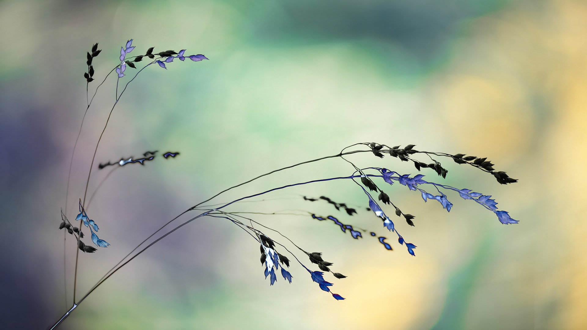 Disappearing in the Fields