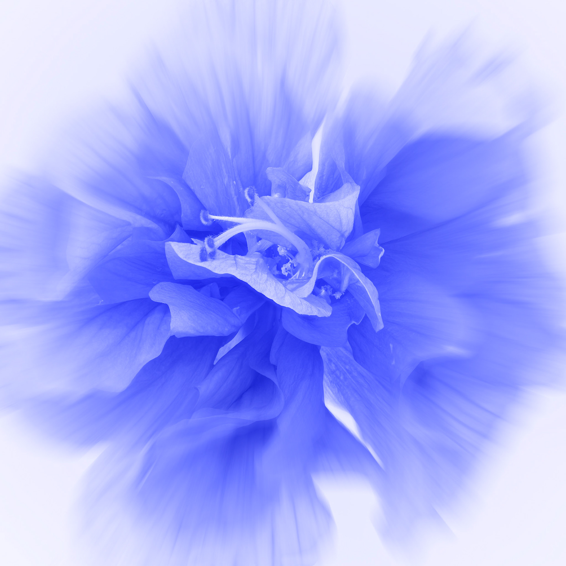 Blue Dream