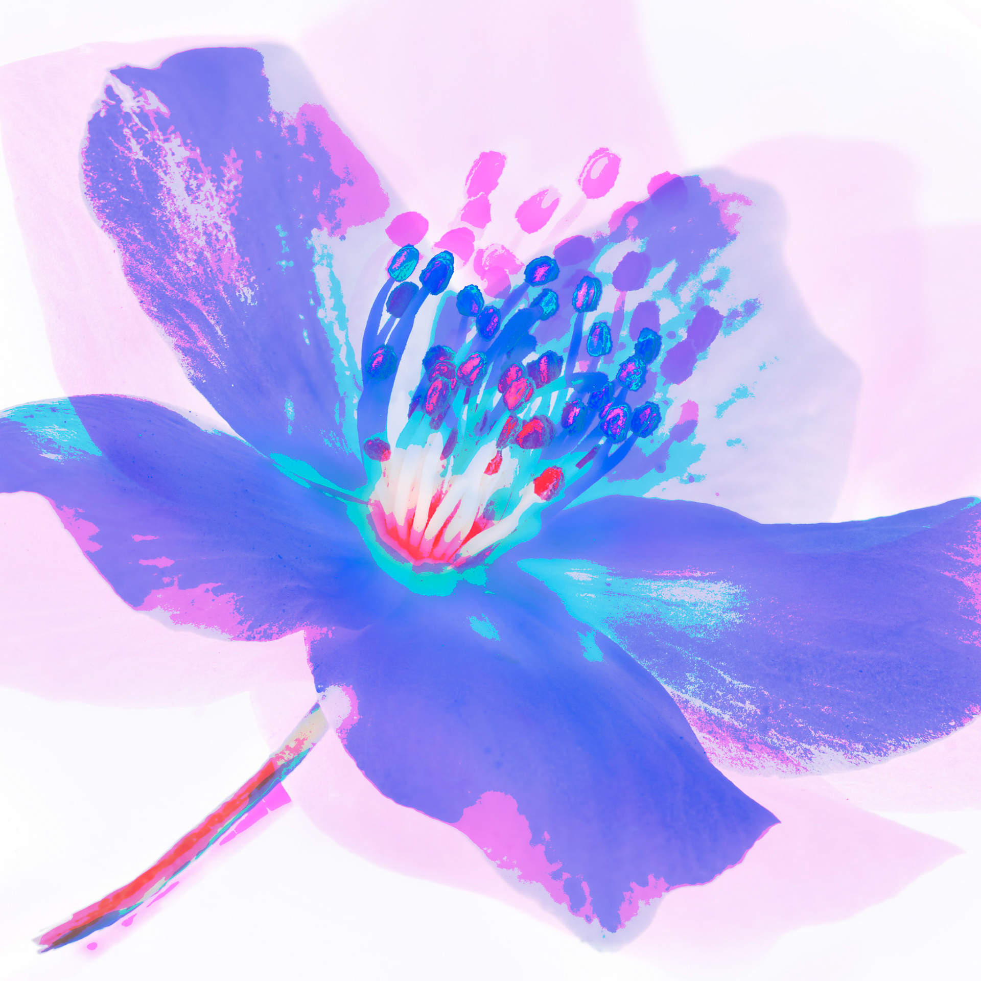 Purple Blossom I