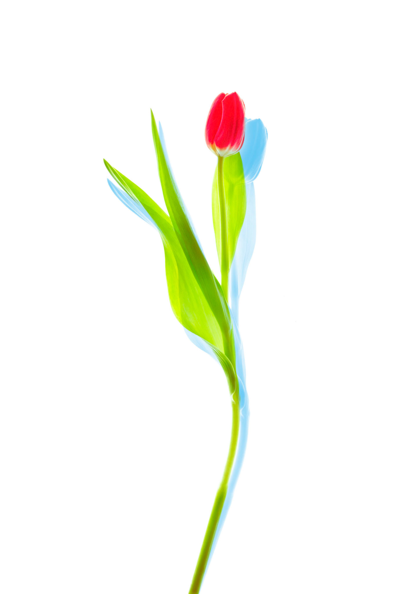 Renewal