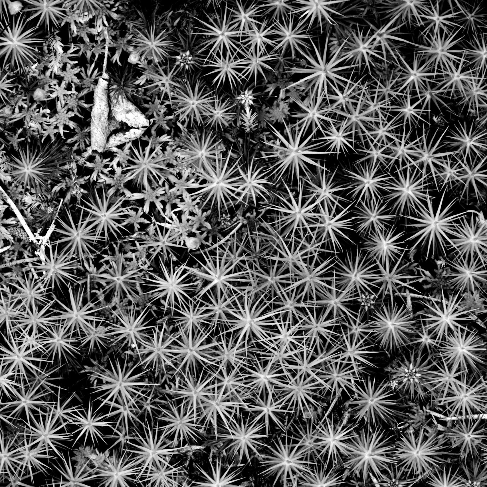 Starry Night I