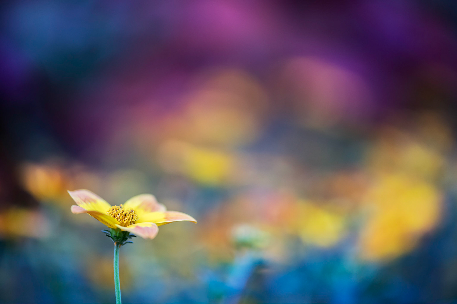 Monet Flower I