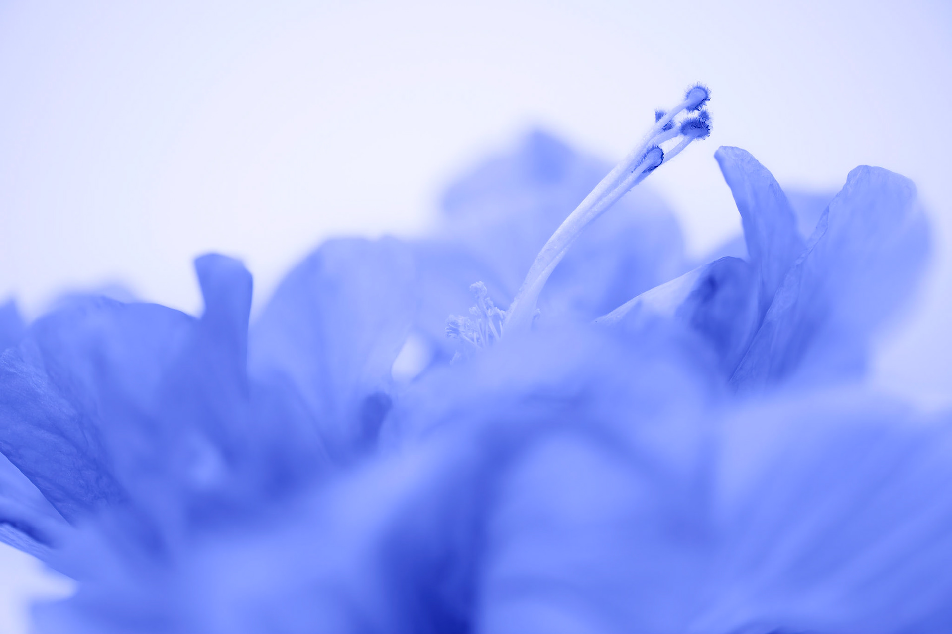 Blue Waves