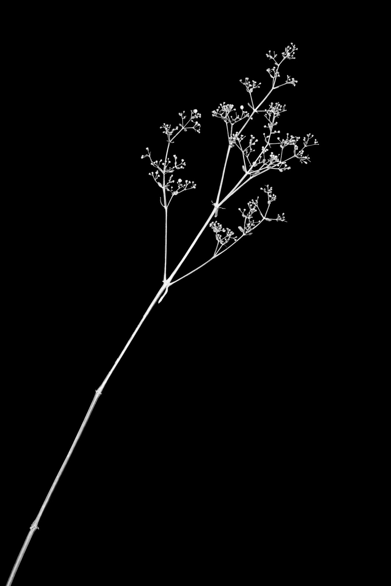 Delicate