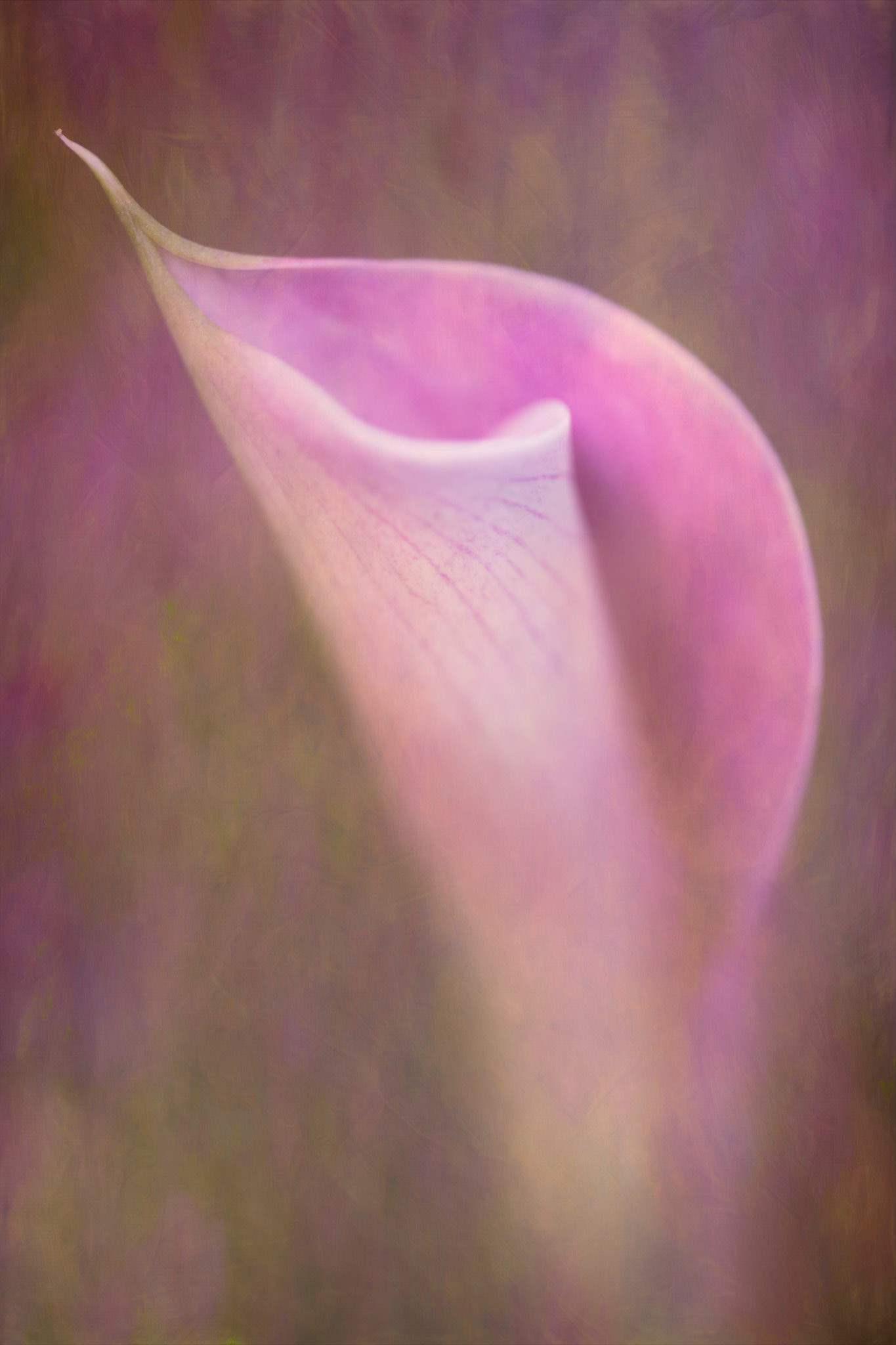 Curves III