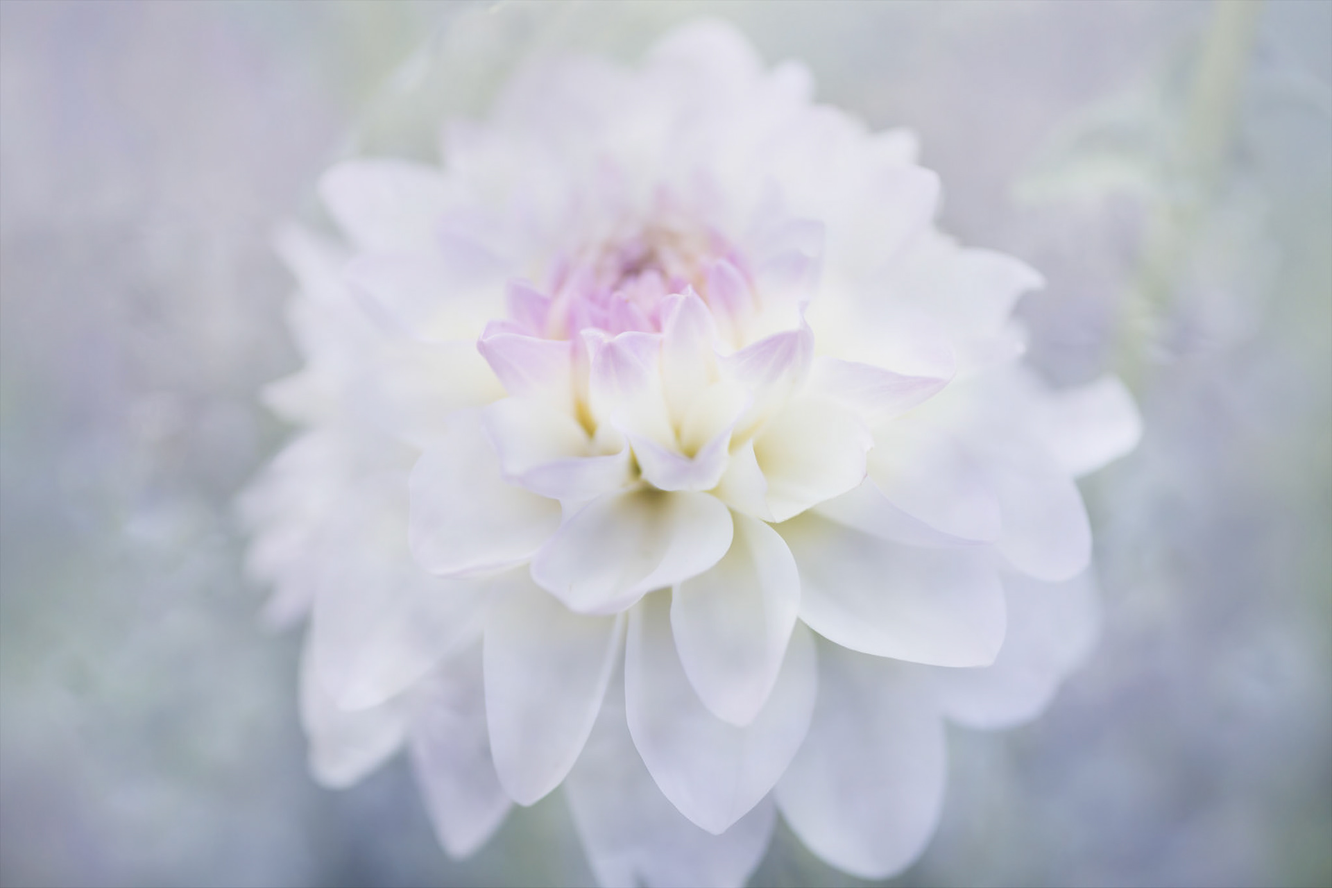 Purple Dream I