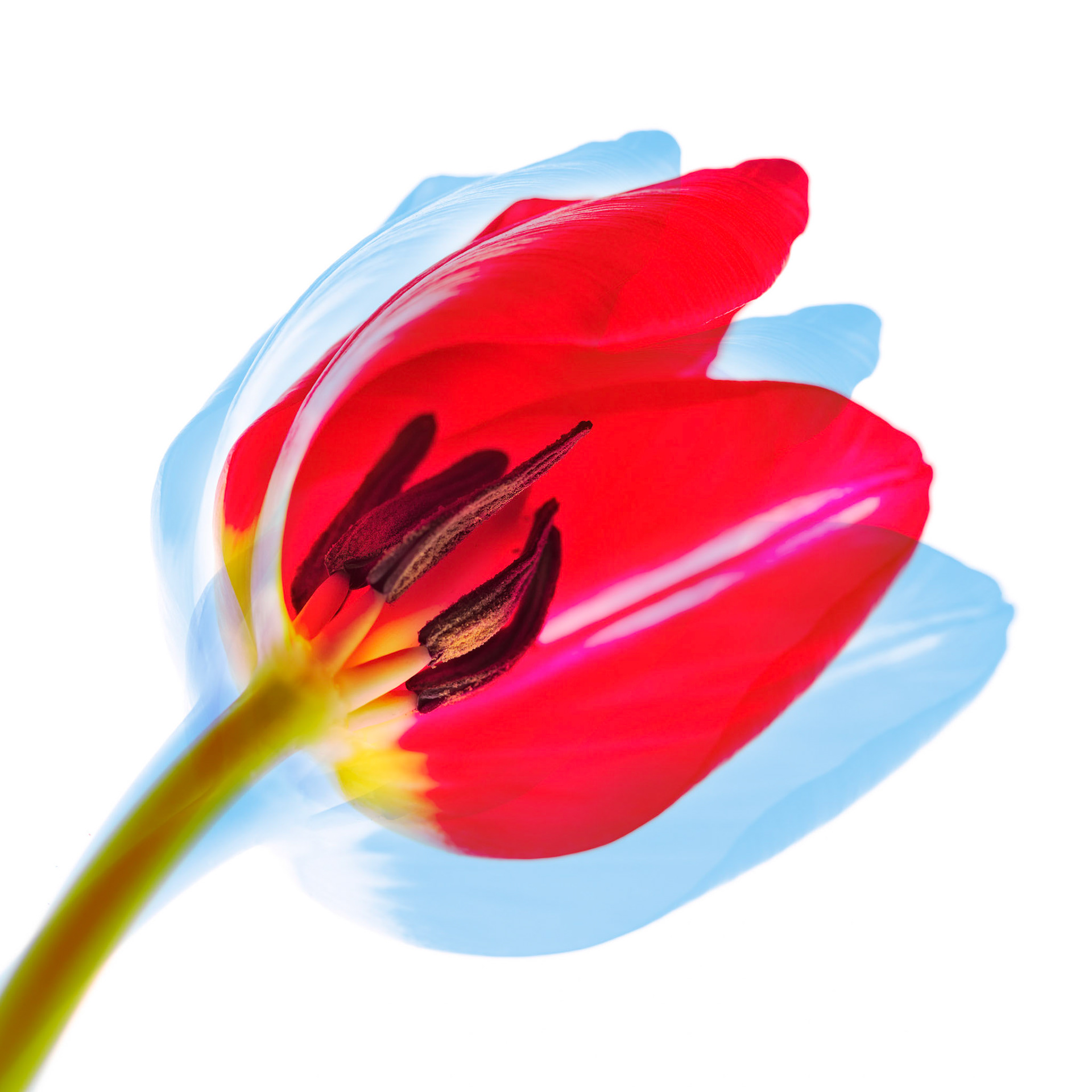 Red and Blue I
