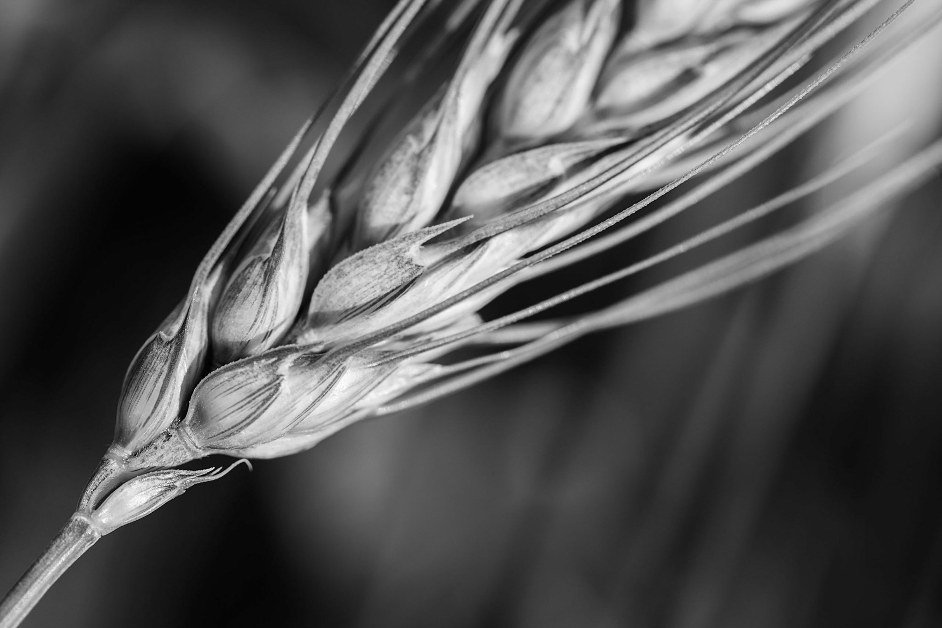 Harvest