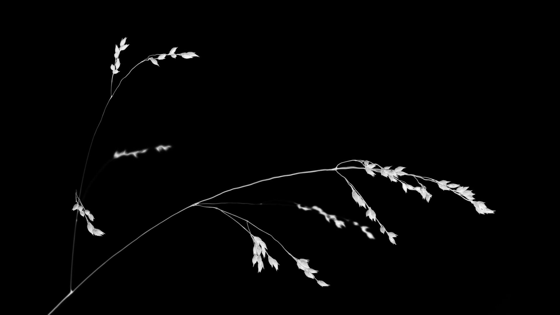 Disappearing