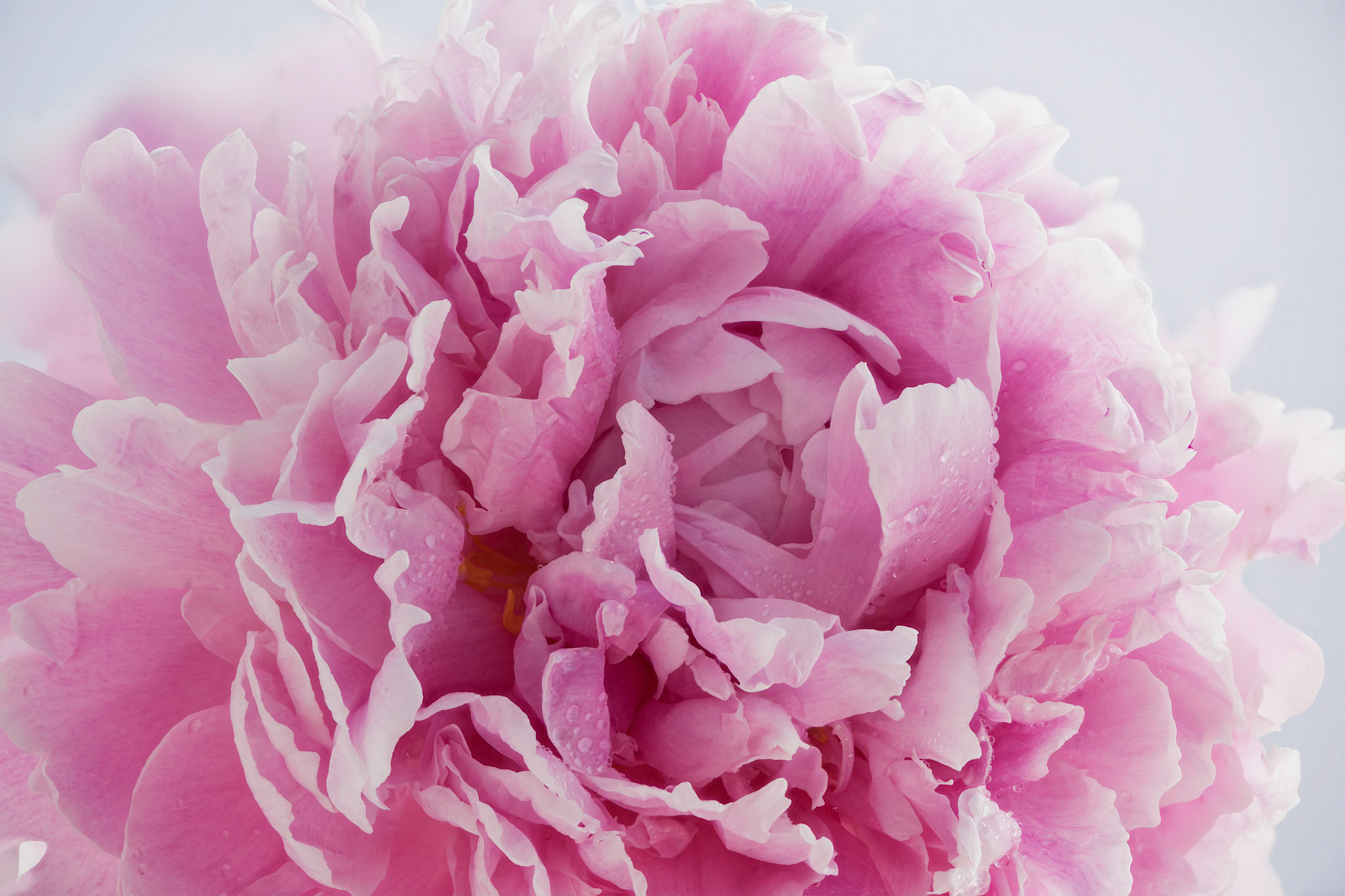 Peonies V