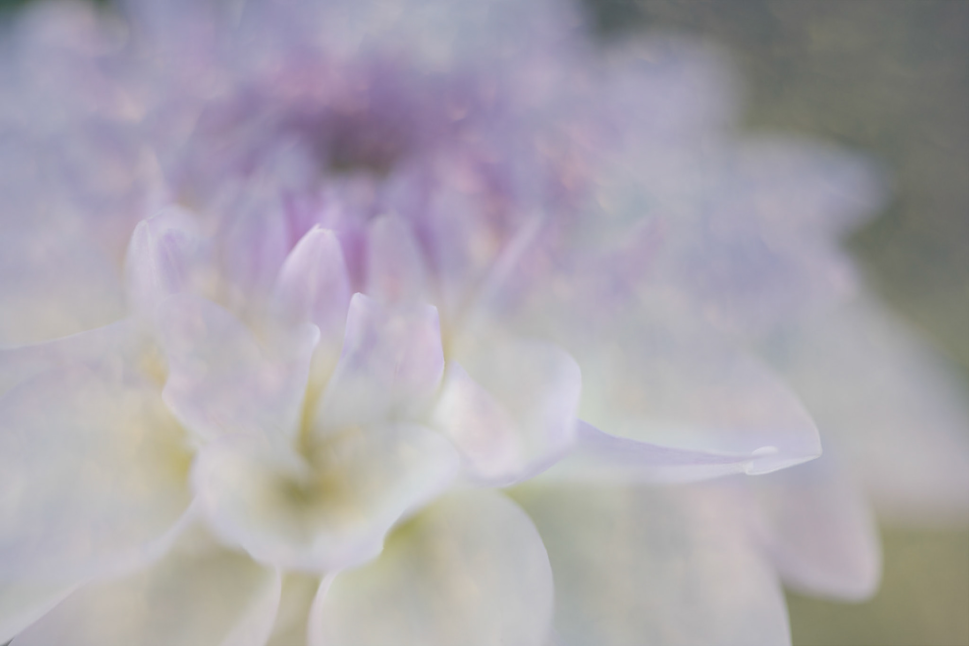 Purple Dream II