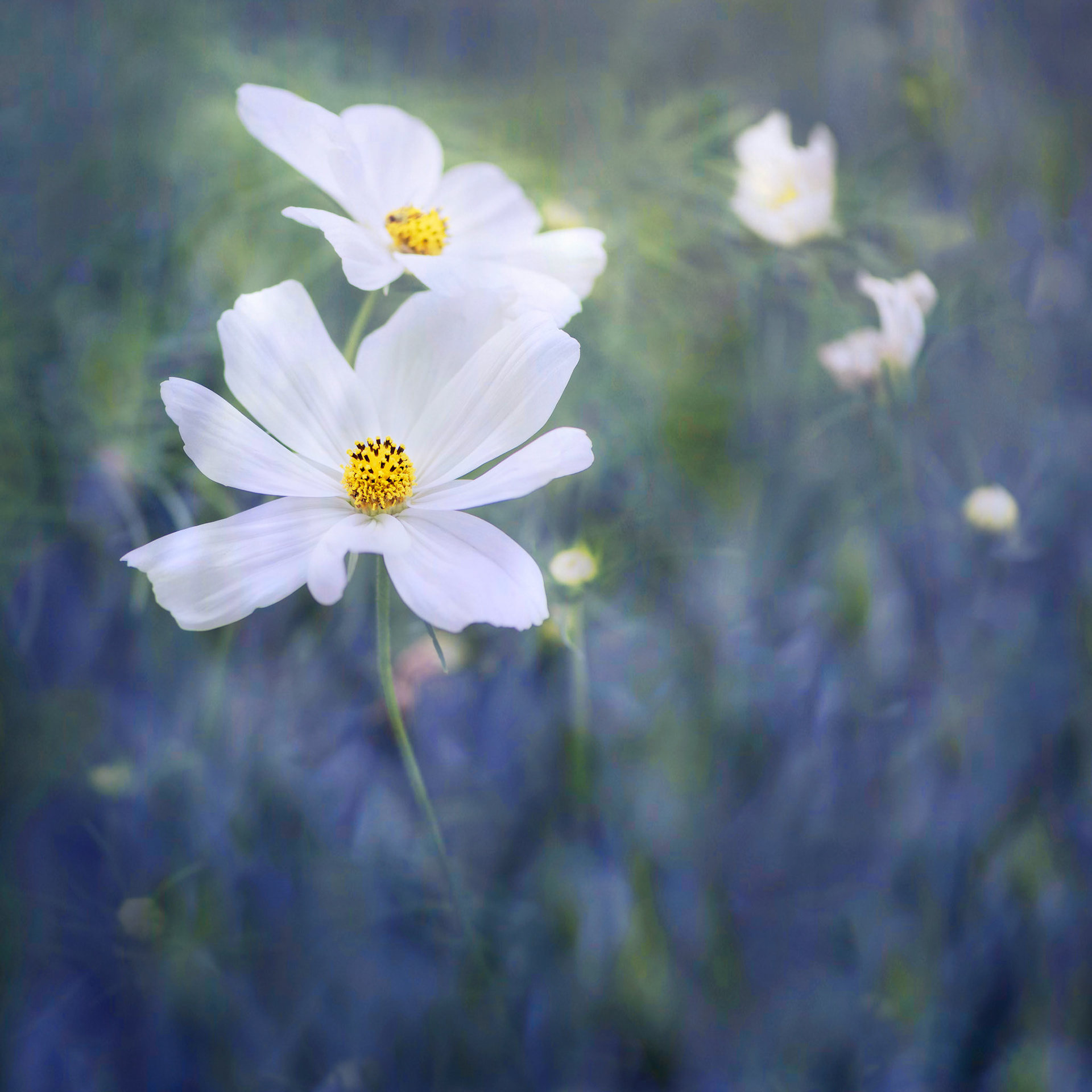 Wild Fields I