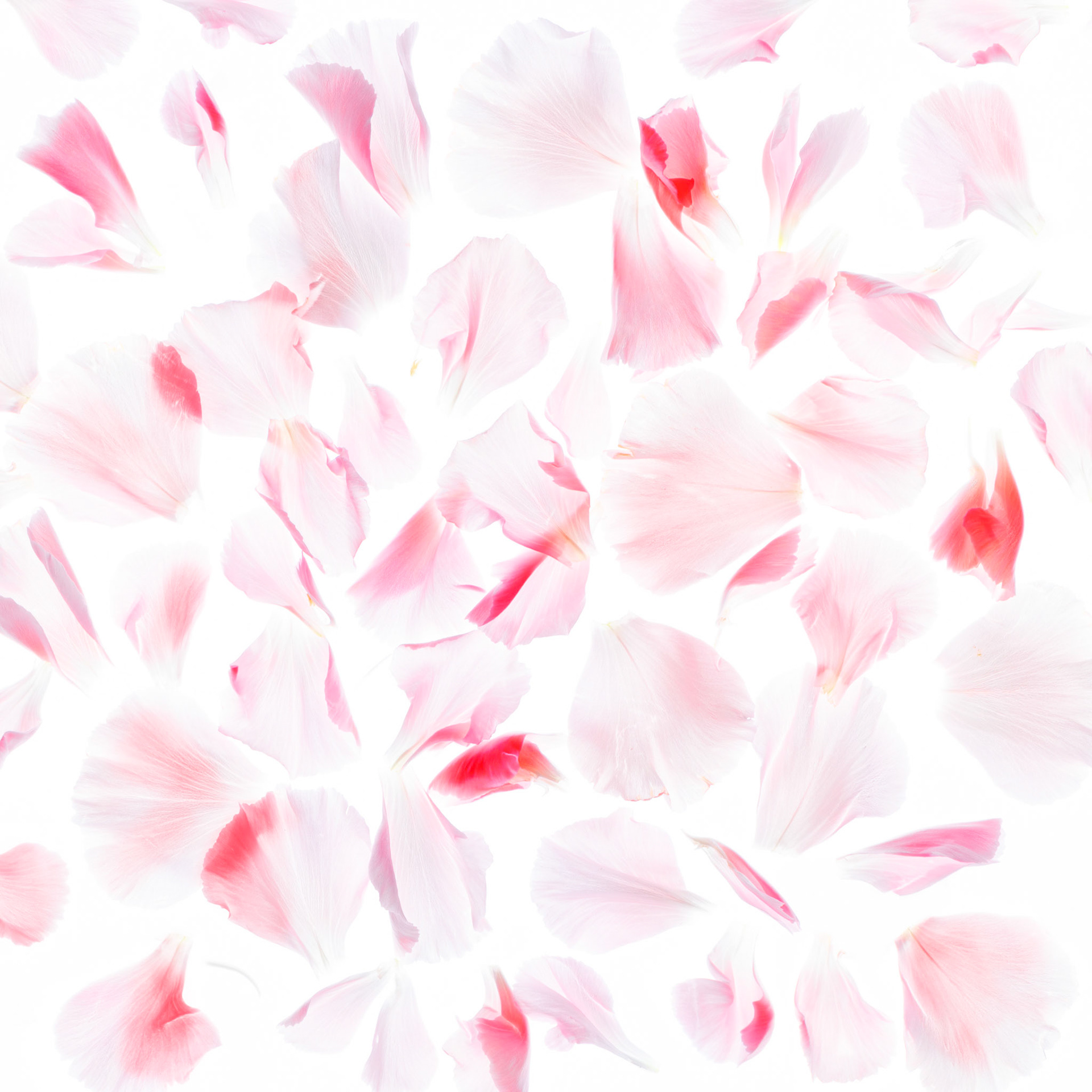 Pink Dreams I