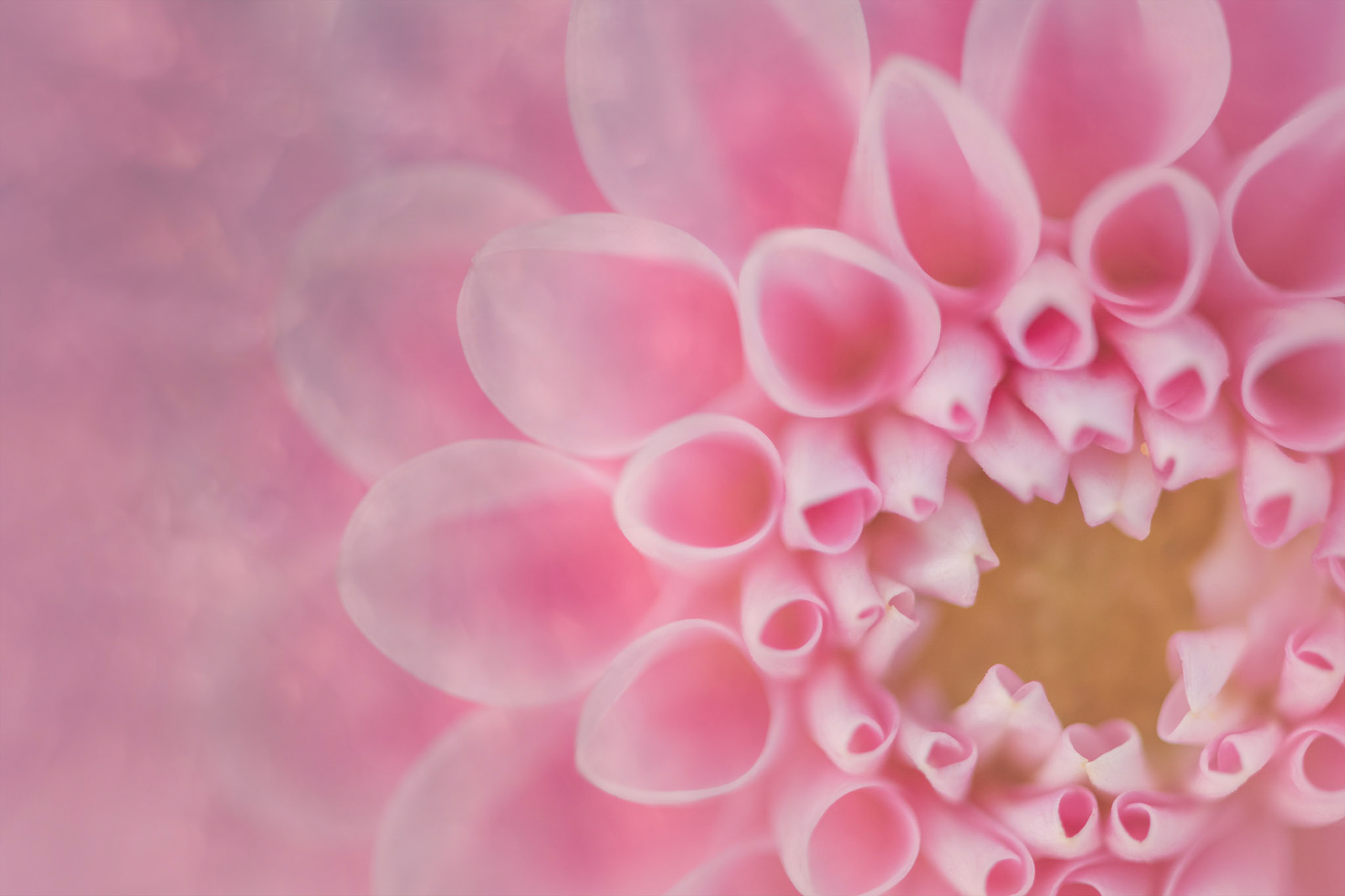 Pink Dreams II