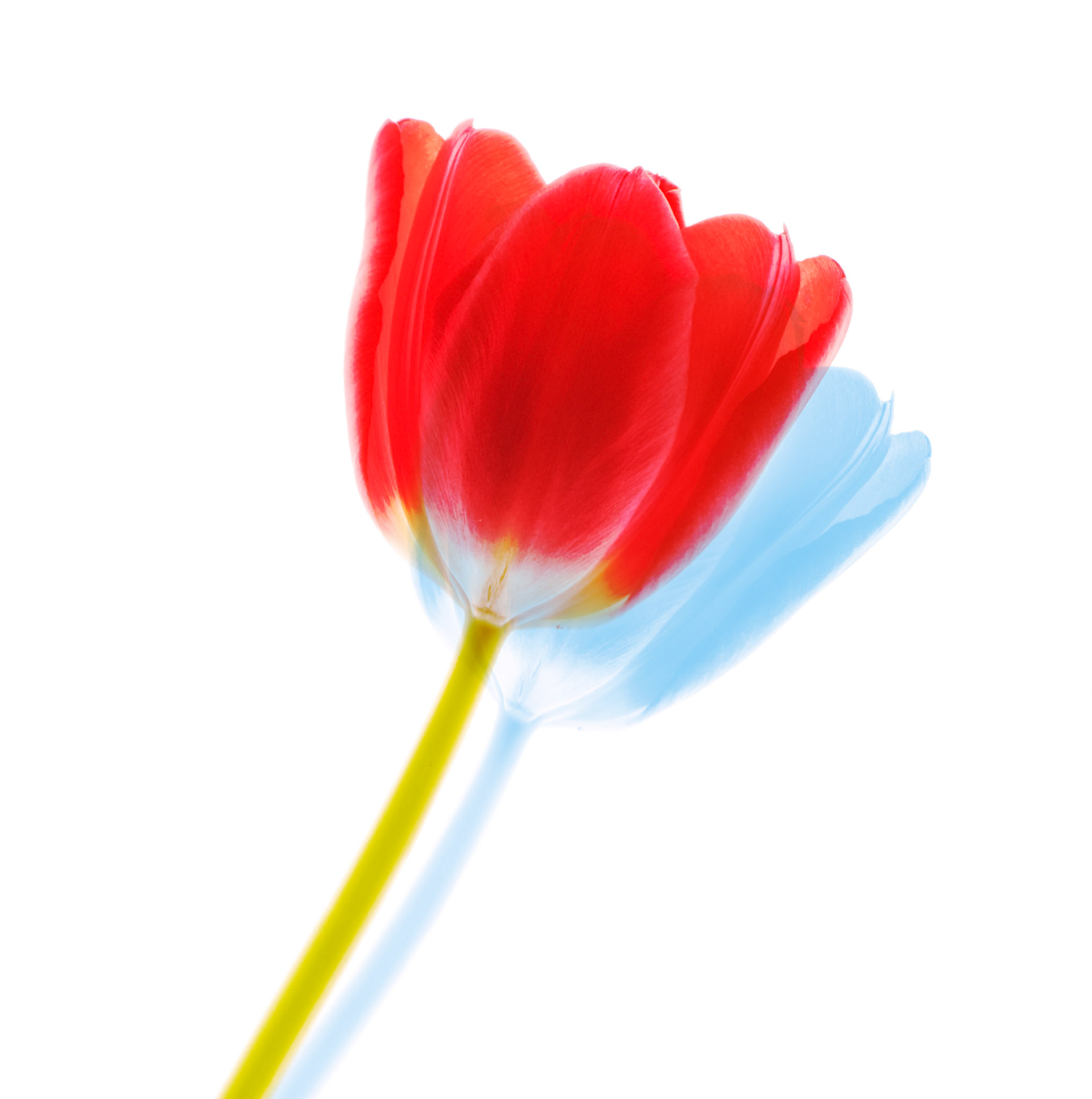 Red and Blue II