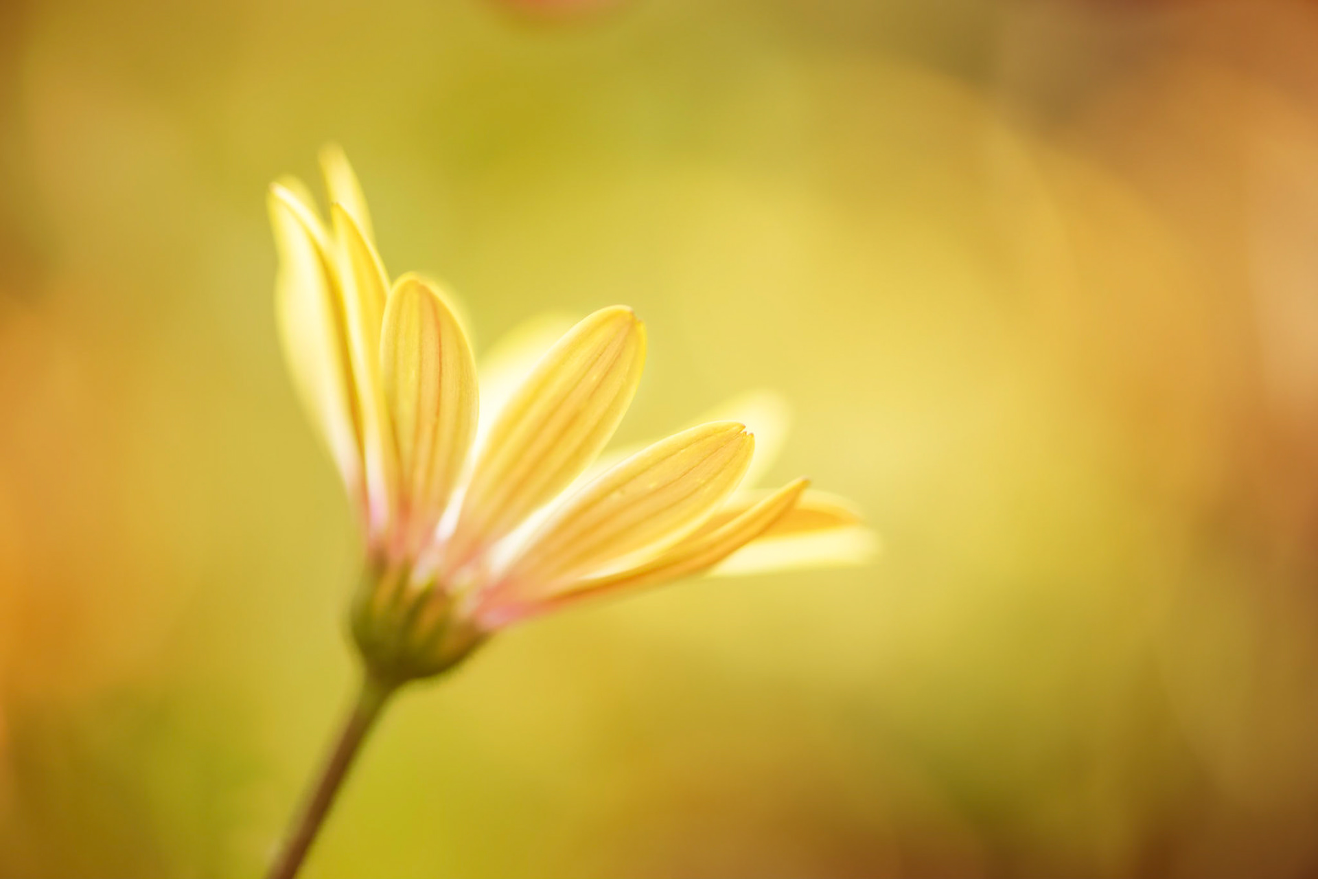 Sharing Light