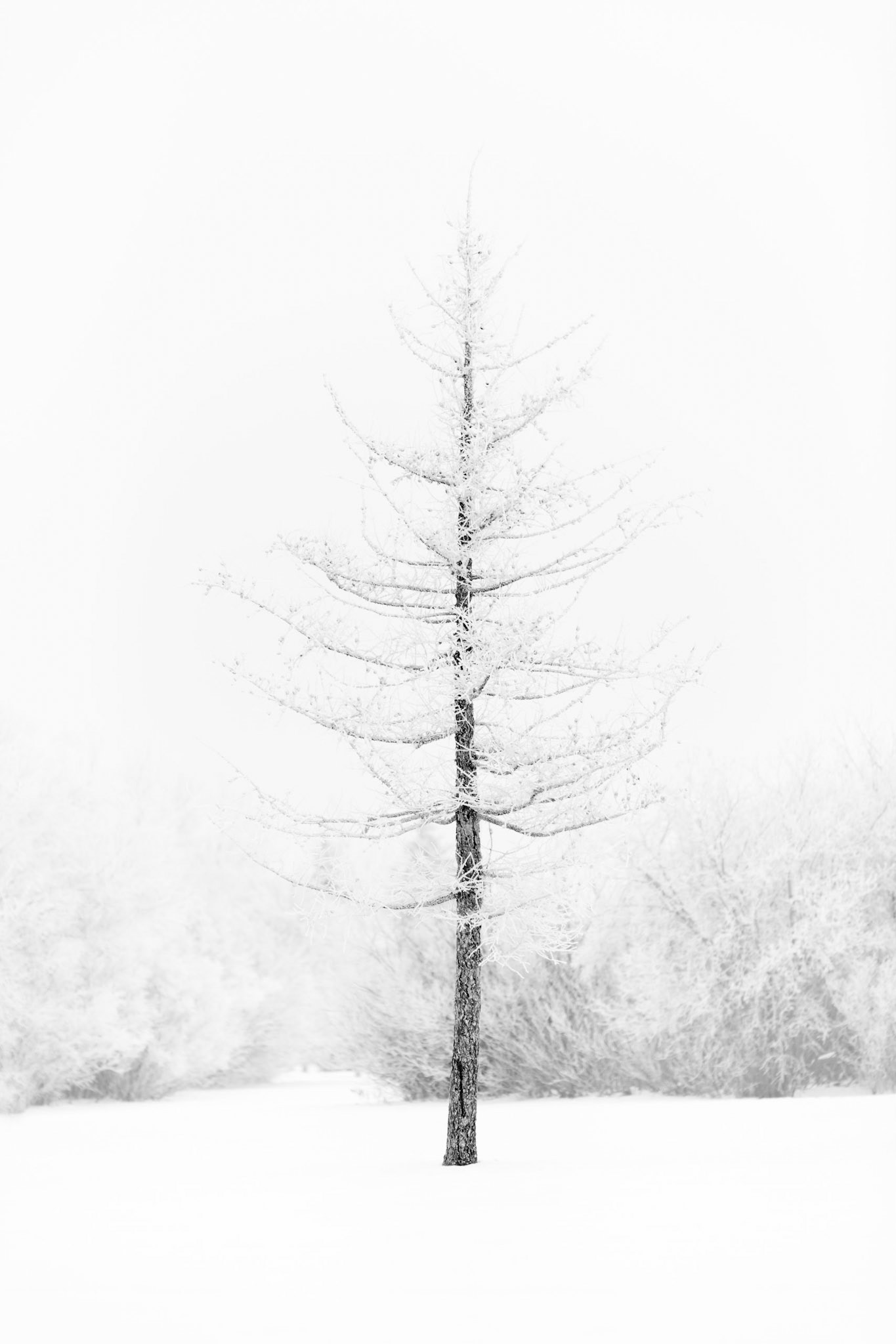 Surviving Alone II