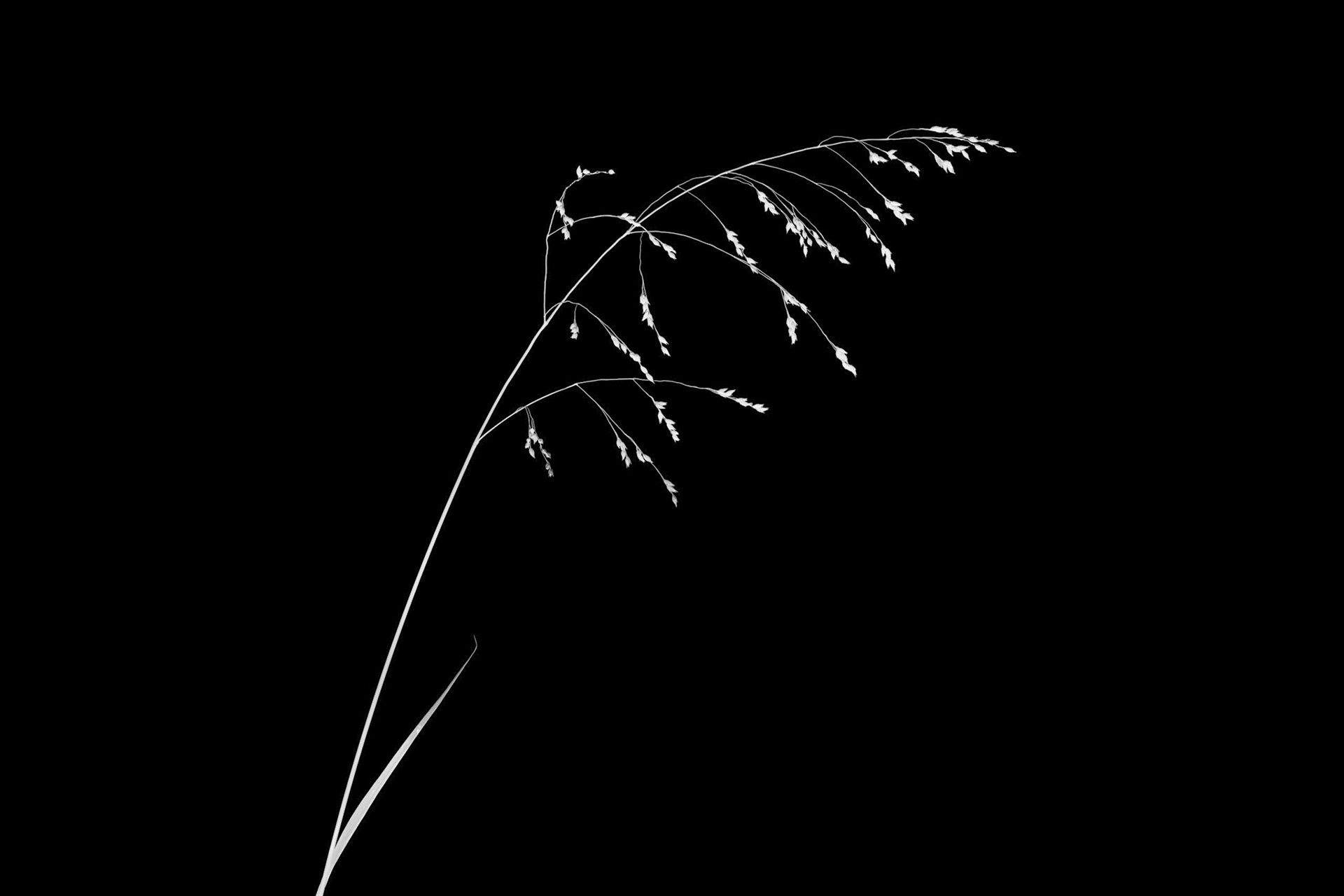 Lines I