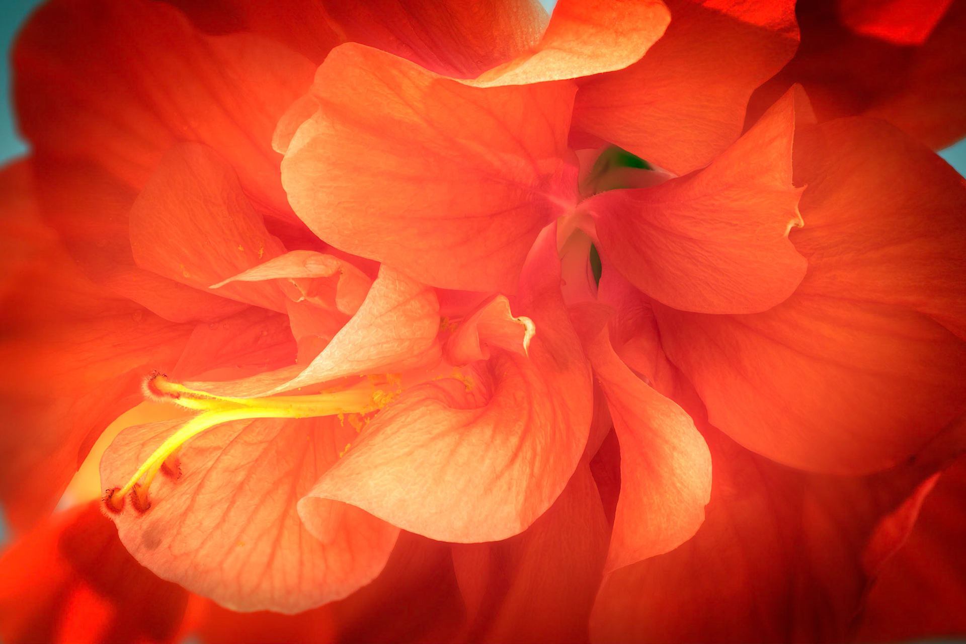 Hibiscus Clouds III