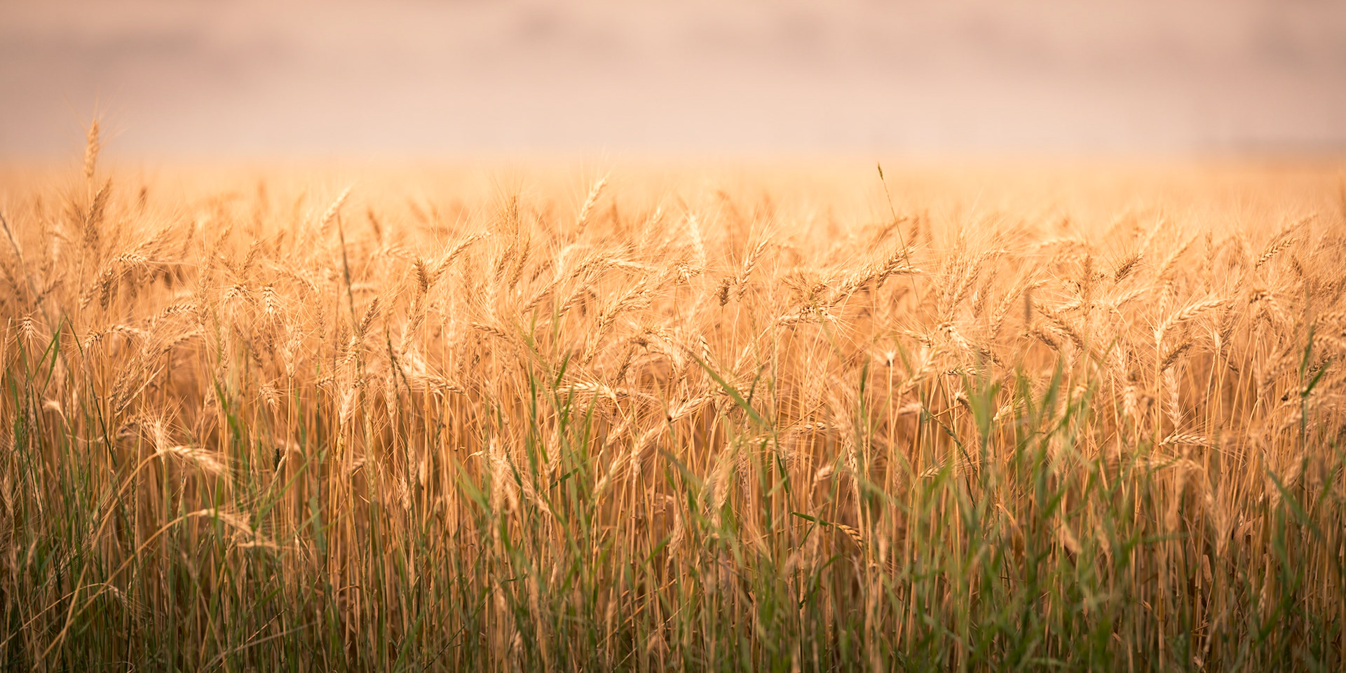 Prairies