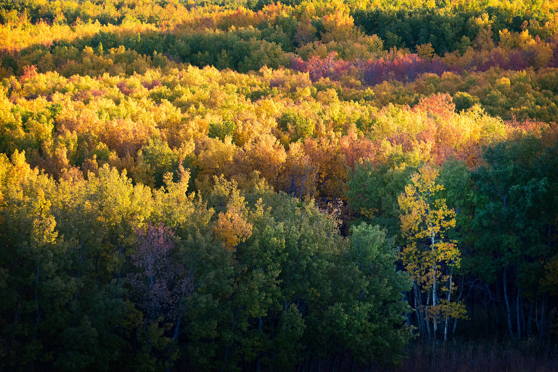 Autumn Light I