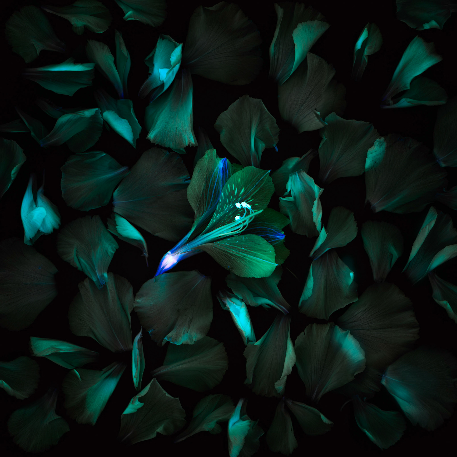 The Light