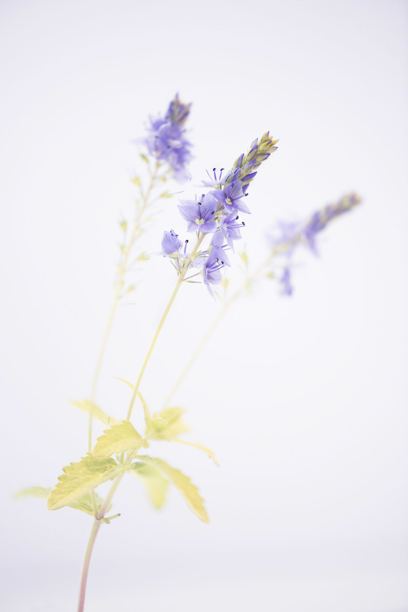 Purple Dreams IV