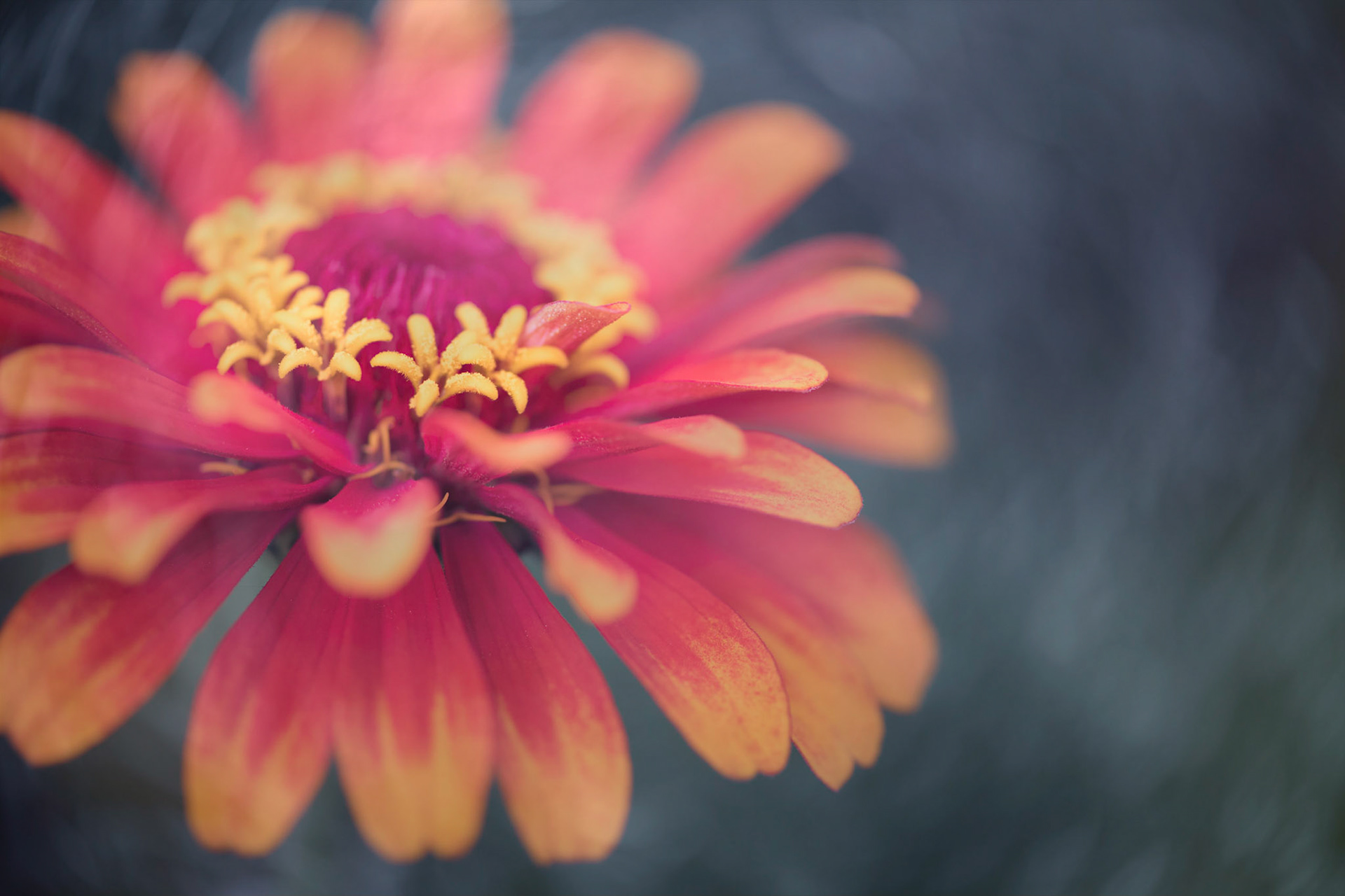 In the Garden II