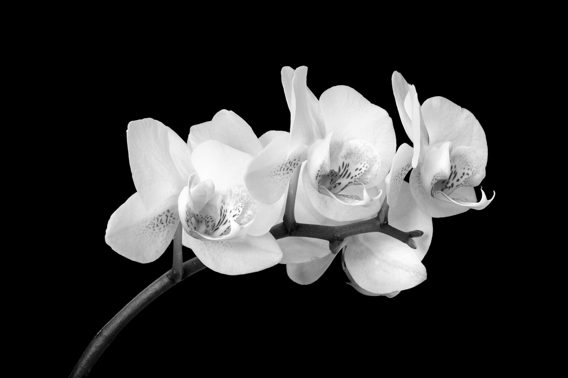 50 image stack