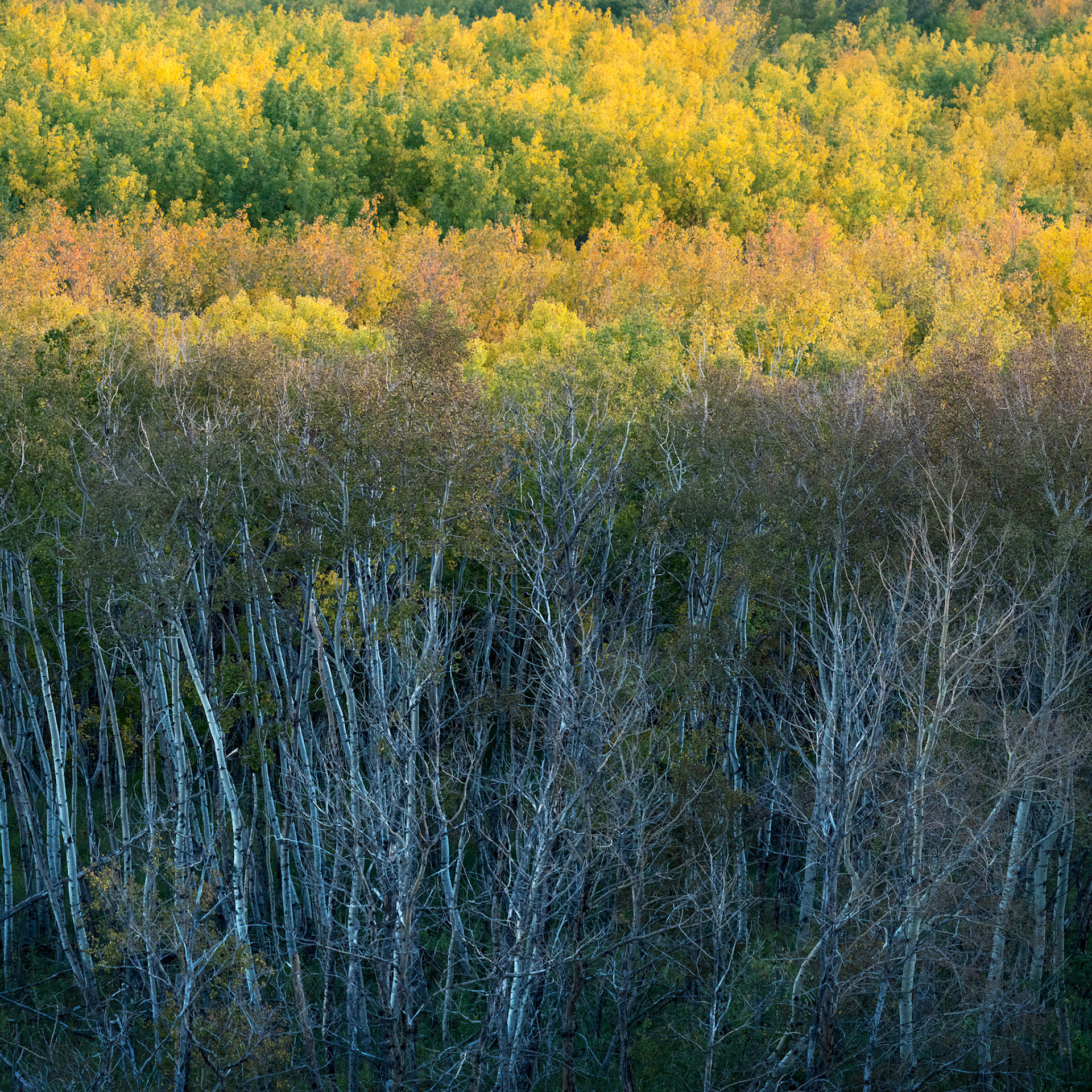 Autumn Light III