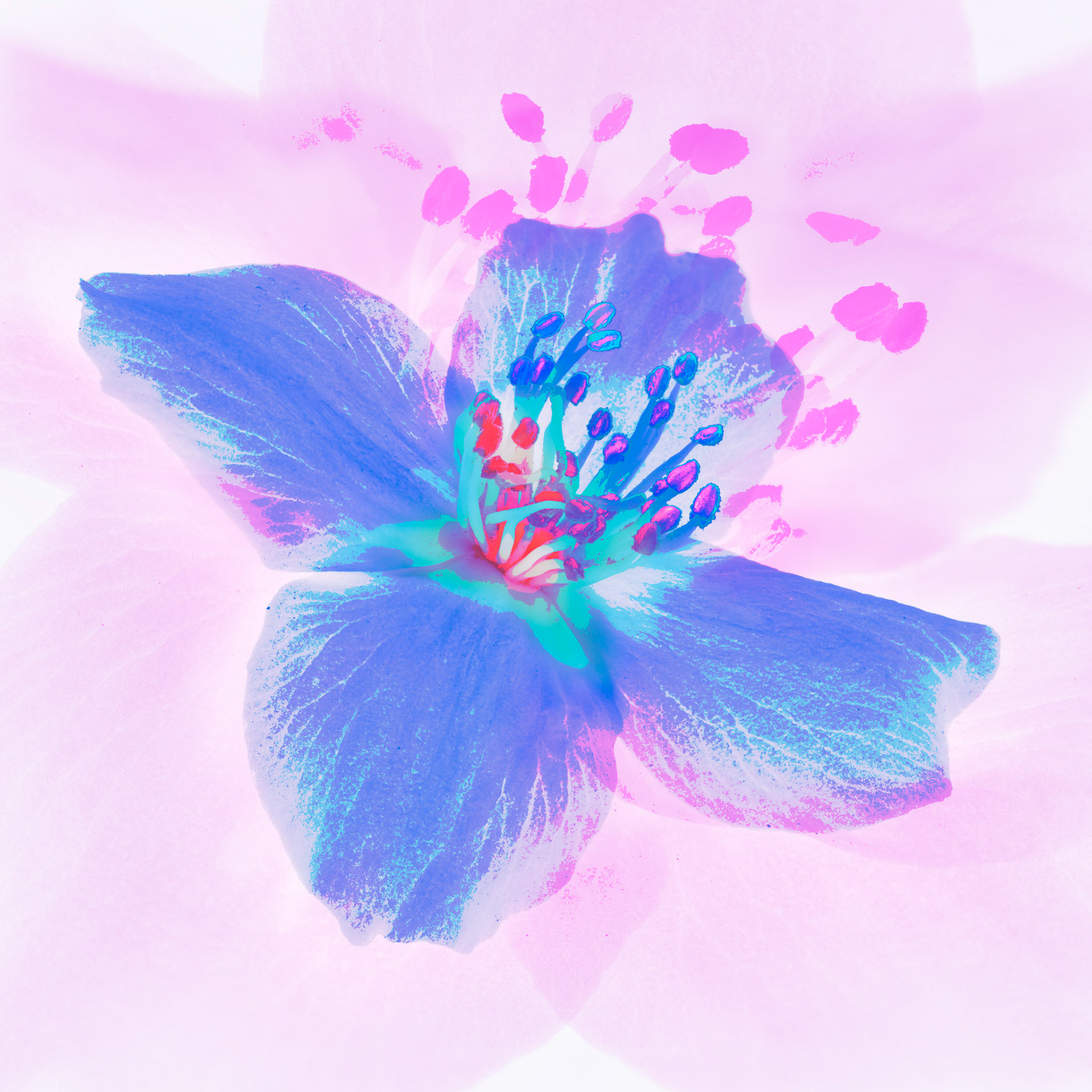 Pink and Purple III