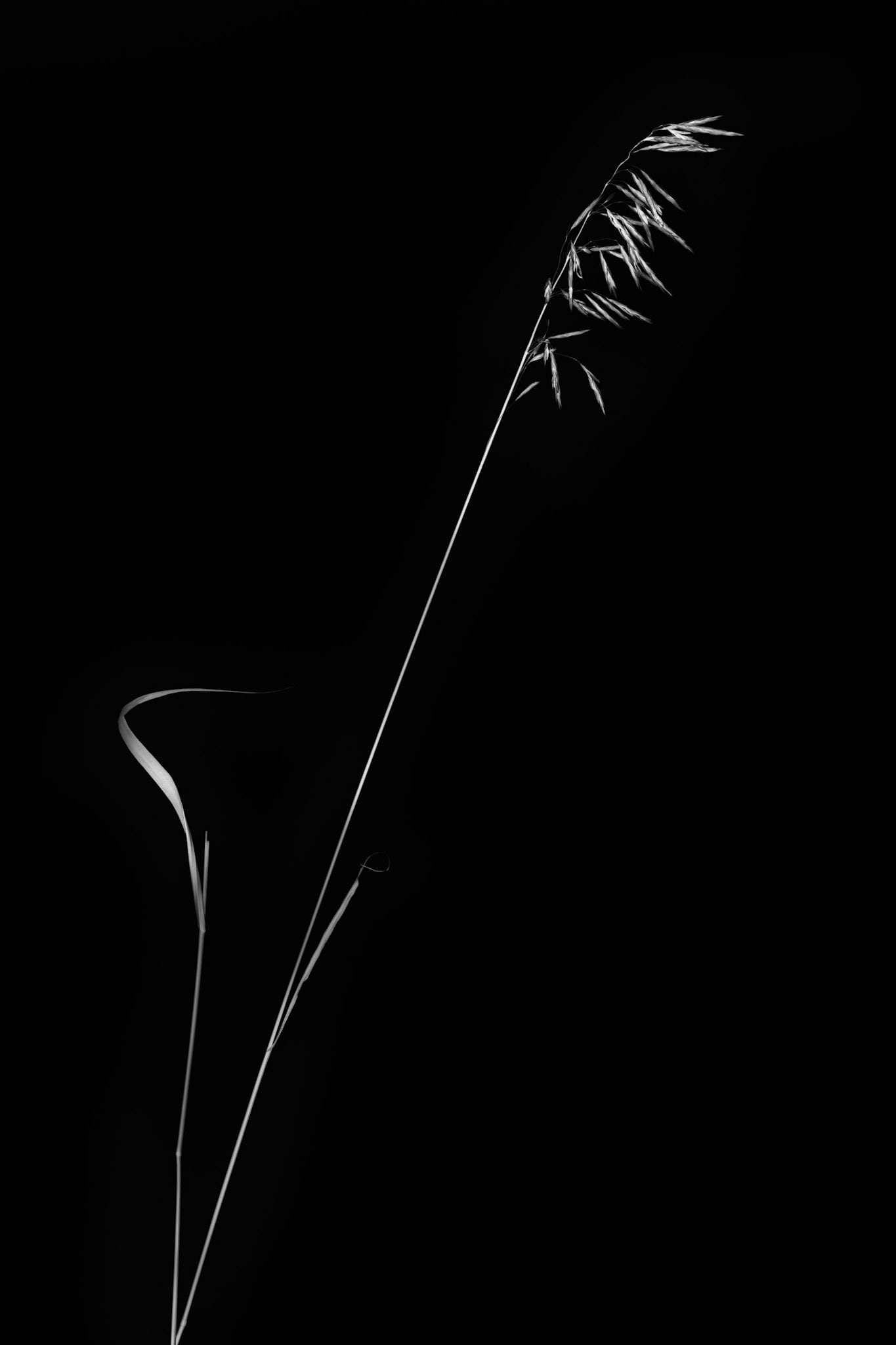 Reaching Up