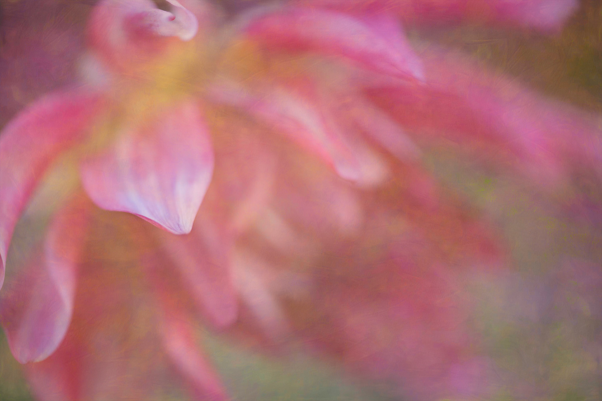 Pink Rain