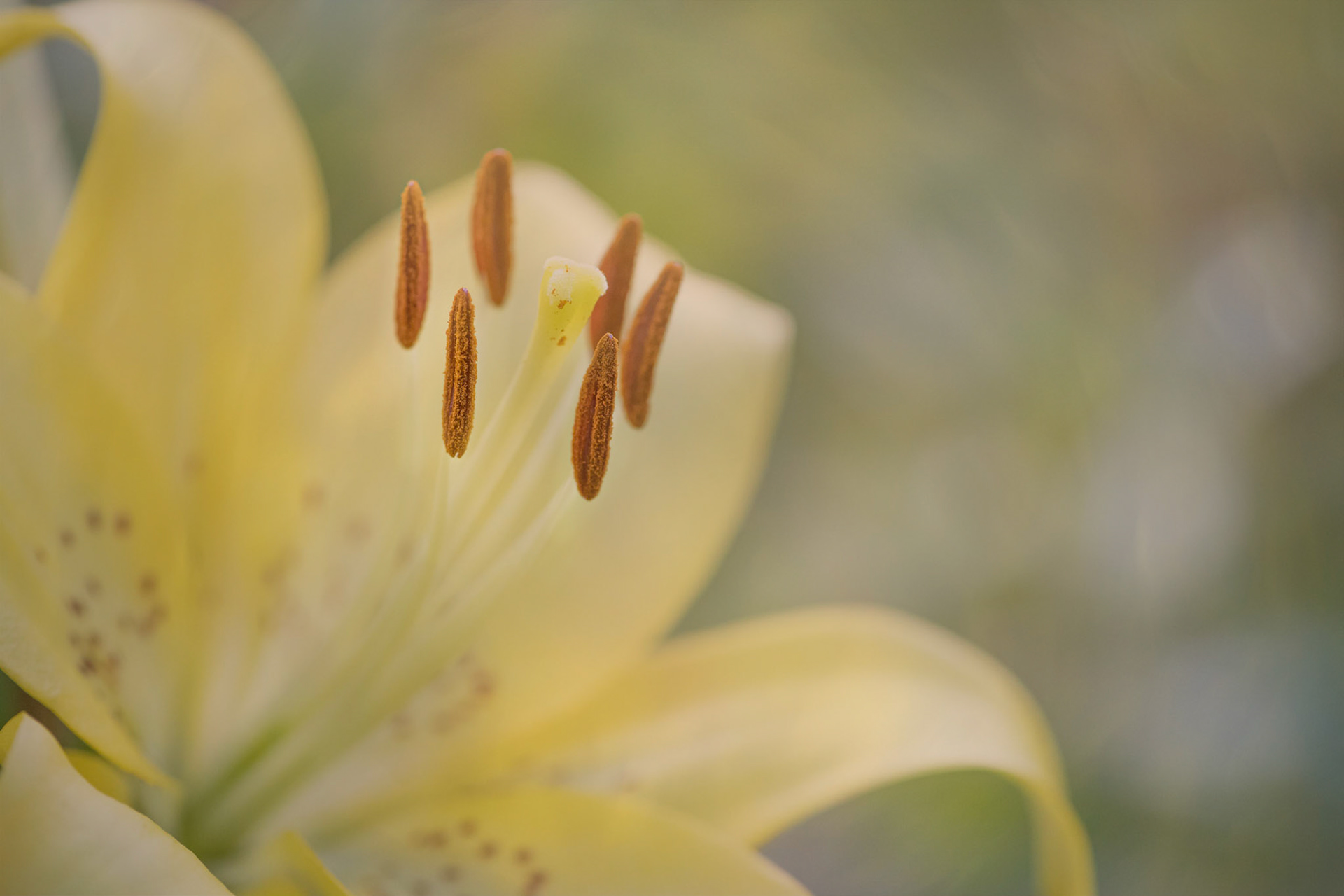 Yellow Dreams