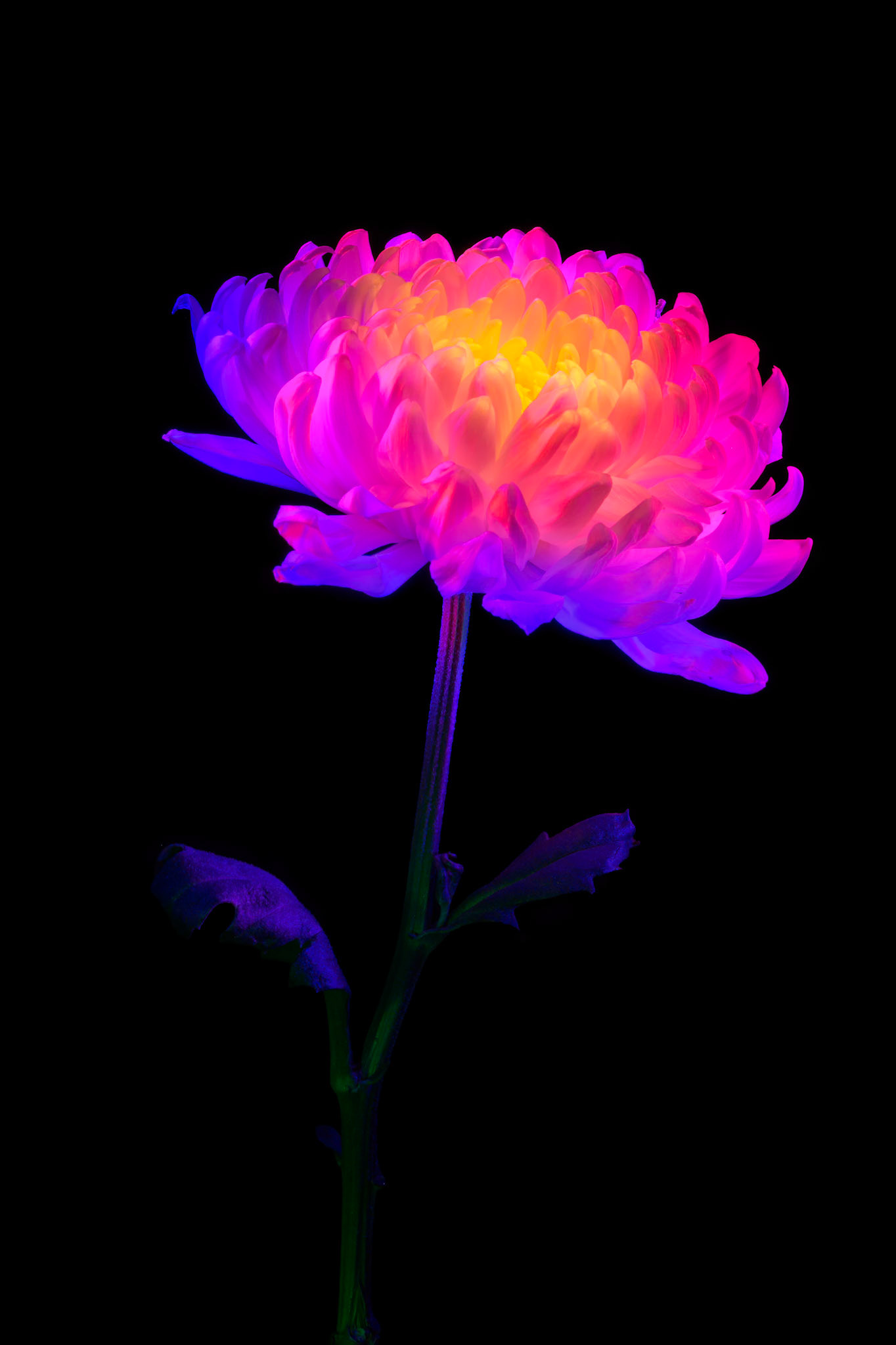 Radiant Reign