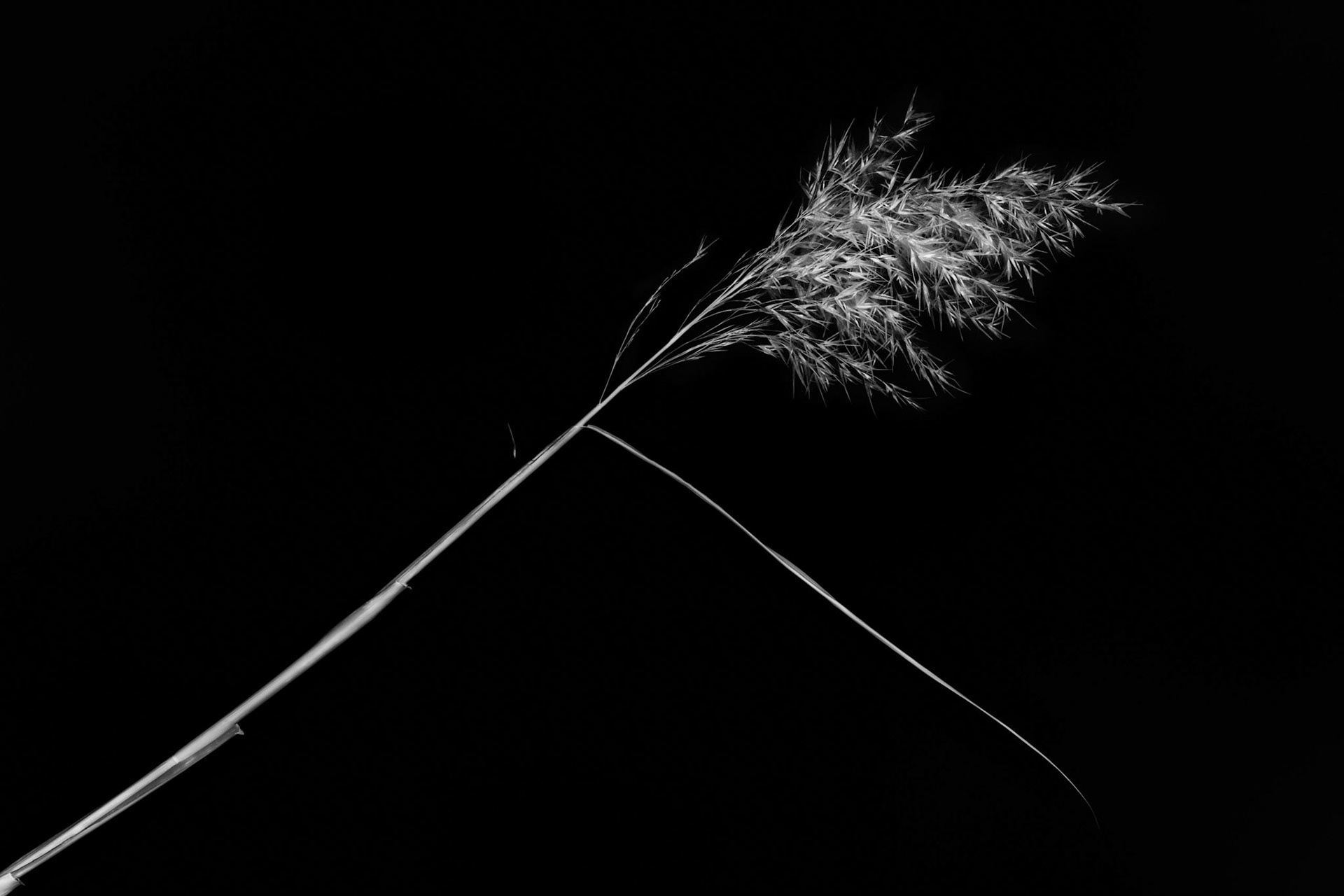 Prairie Wind