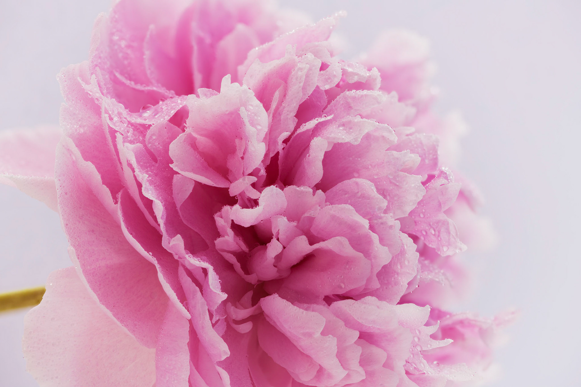 Peonies III