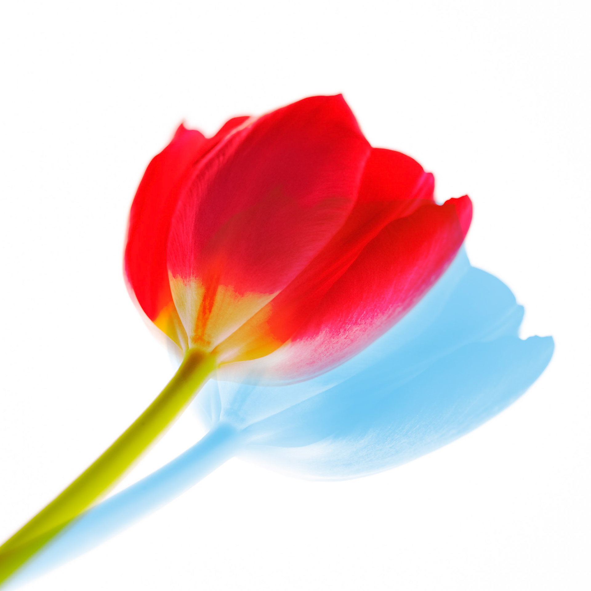Red and Blue III