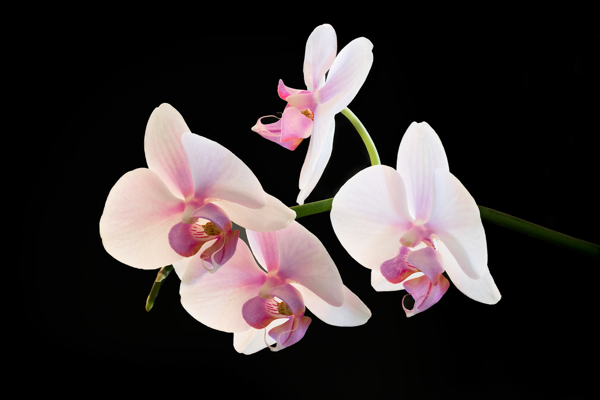 Delicate &amp; Light