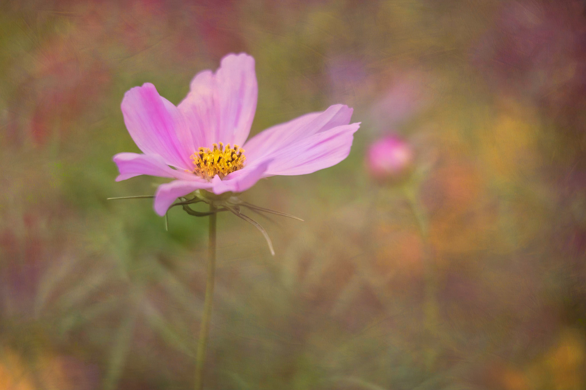 Wild Fields III