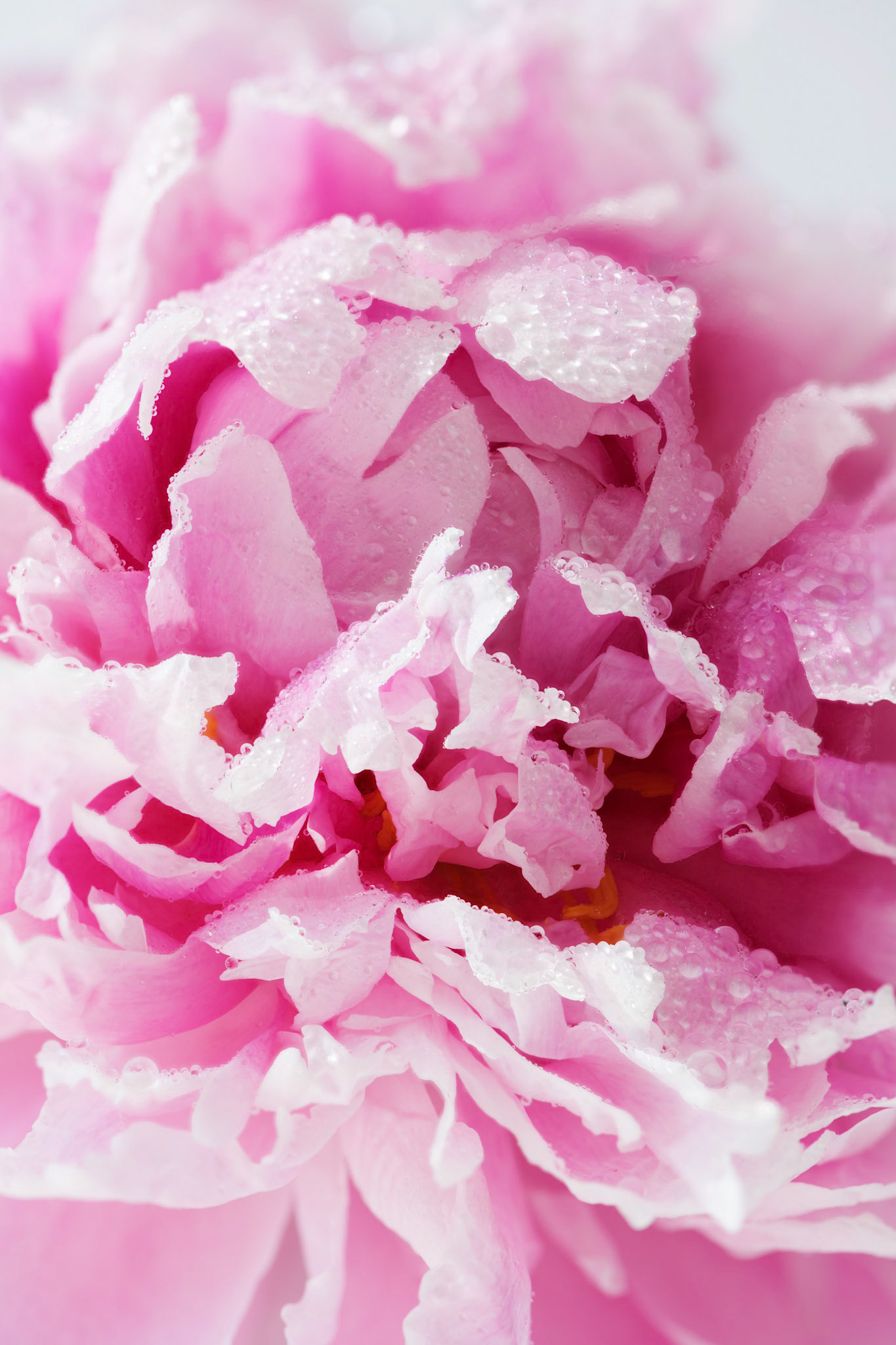 Peonies IX