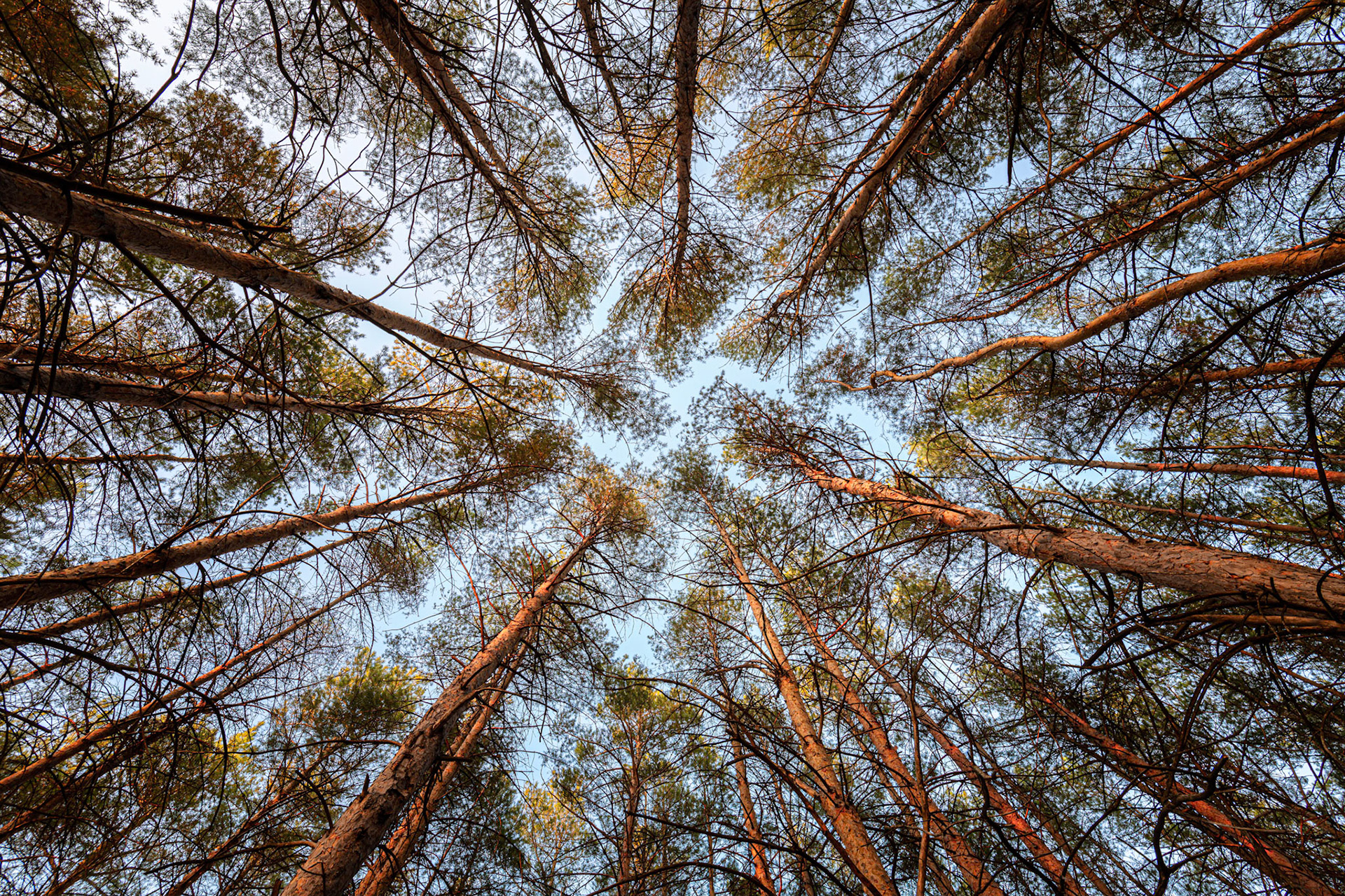 Looking Up