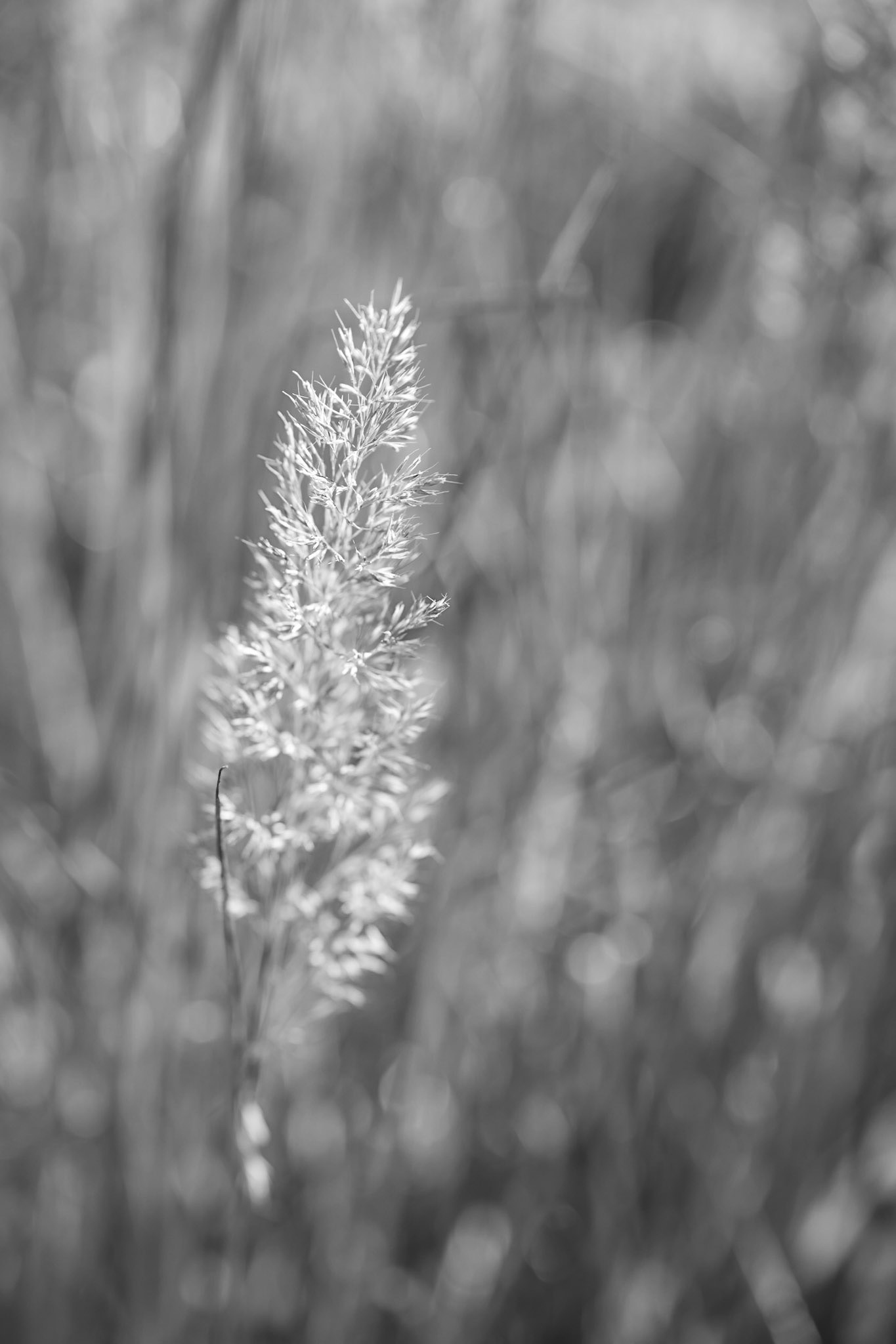 In the Light IV