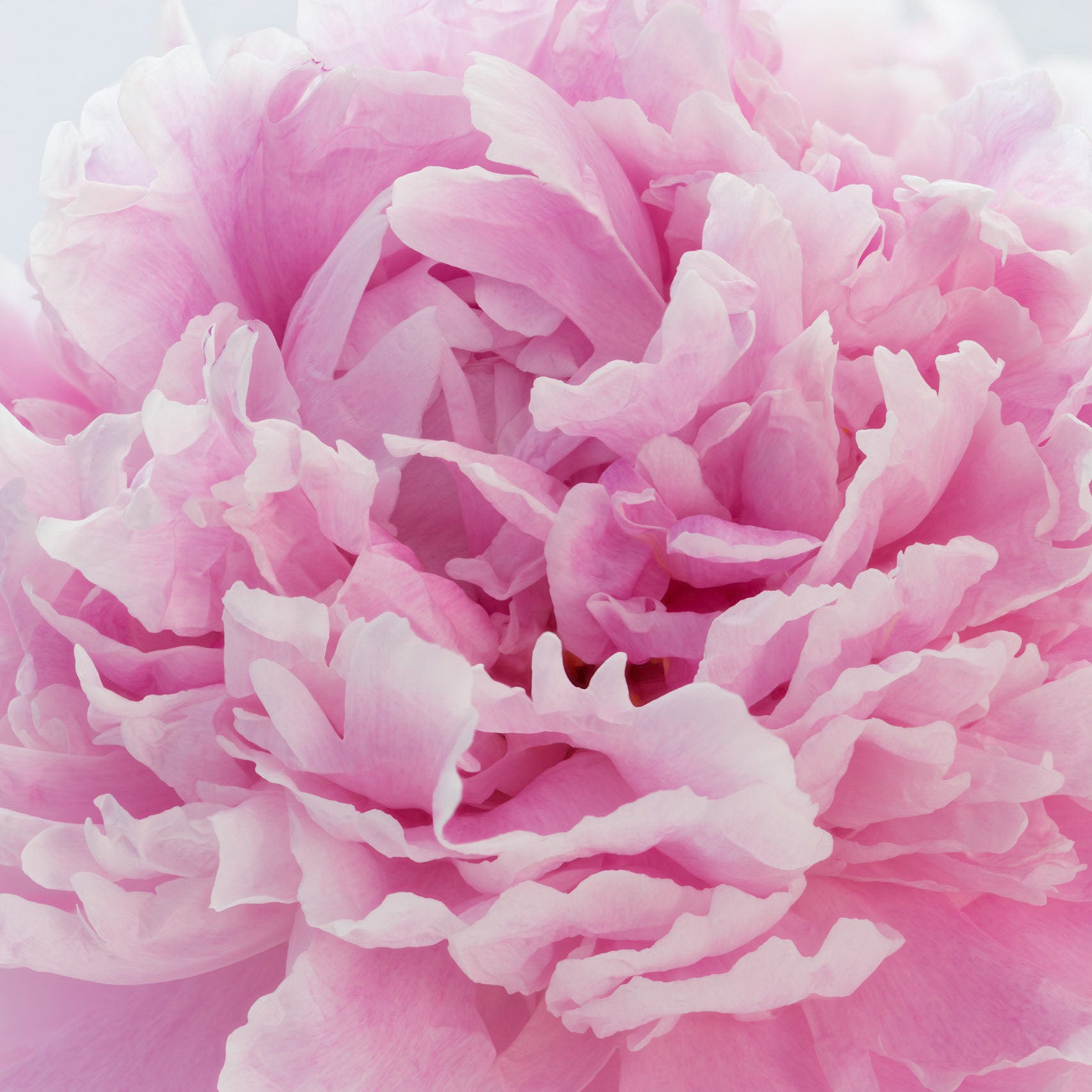 Peonies I