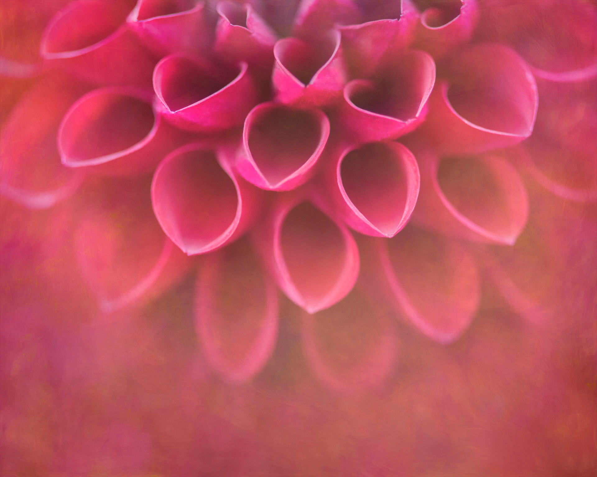 Pink Dreams I