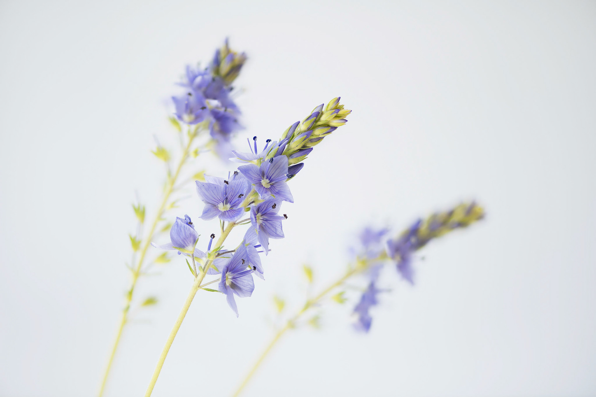 Purple Dreams III