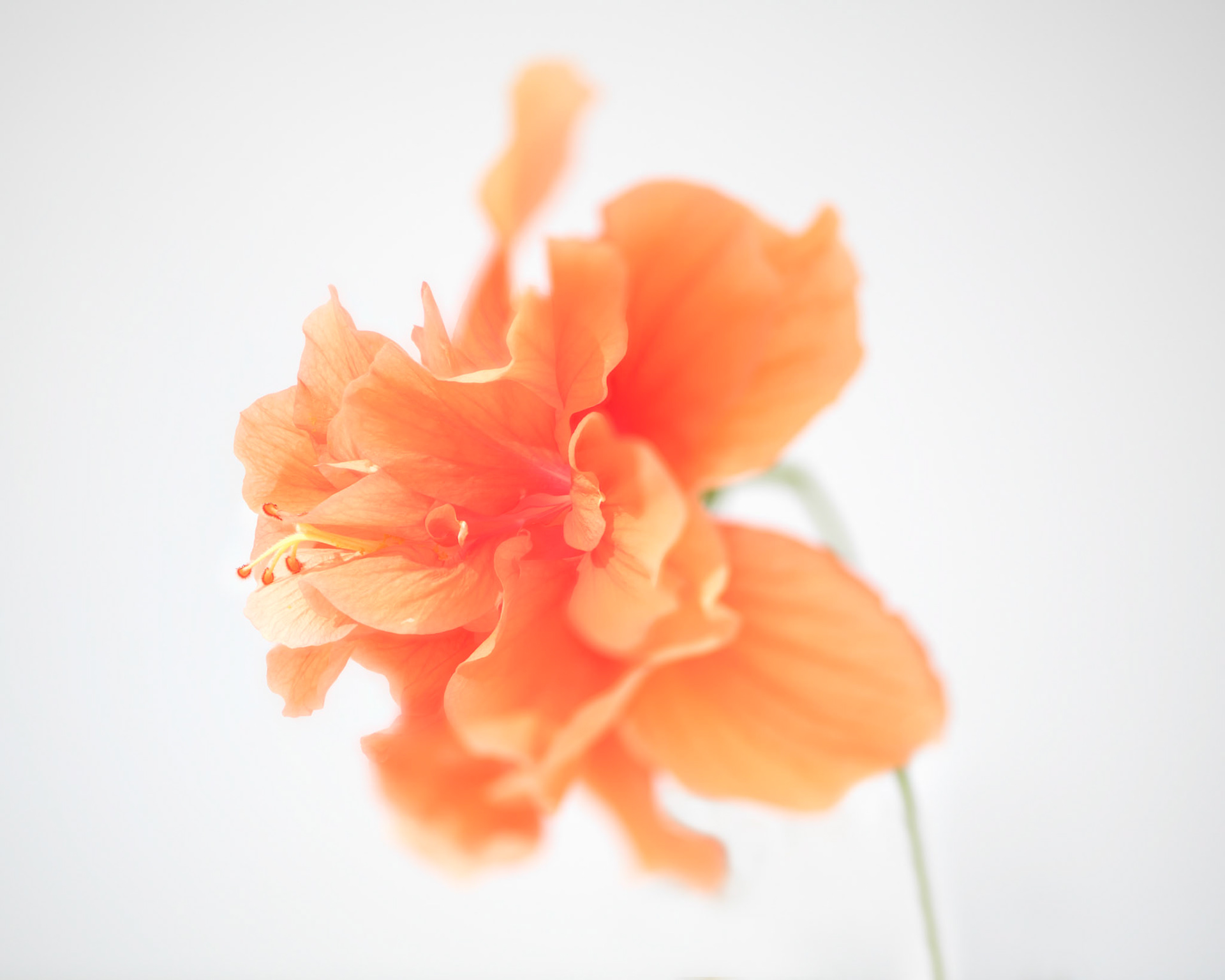 Hibiscus Clouds II