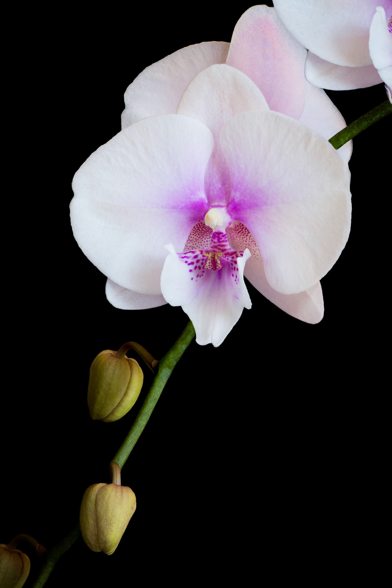 50 image stack