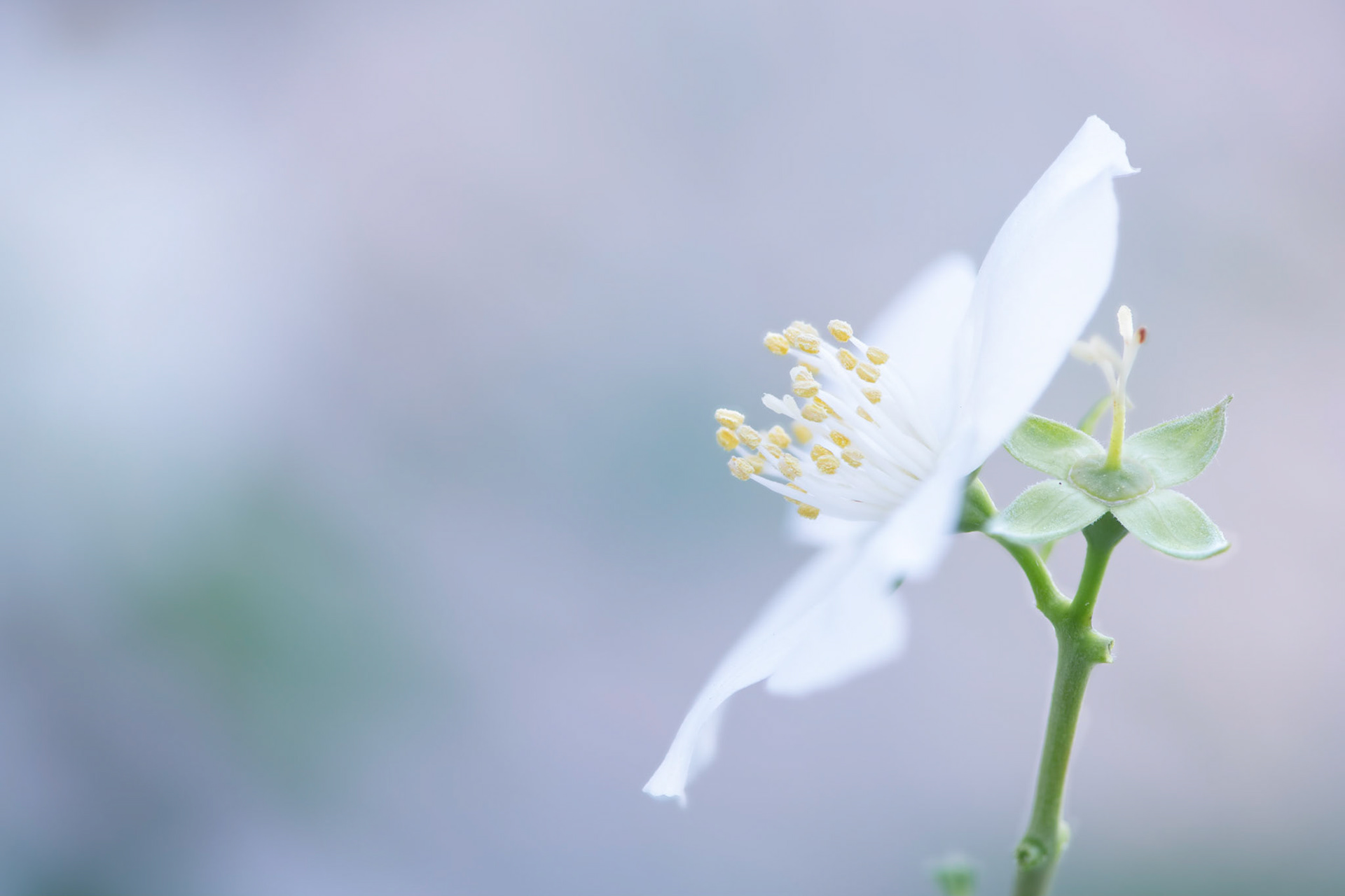 Rebirth