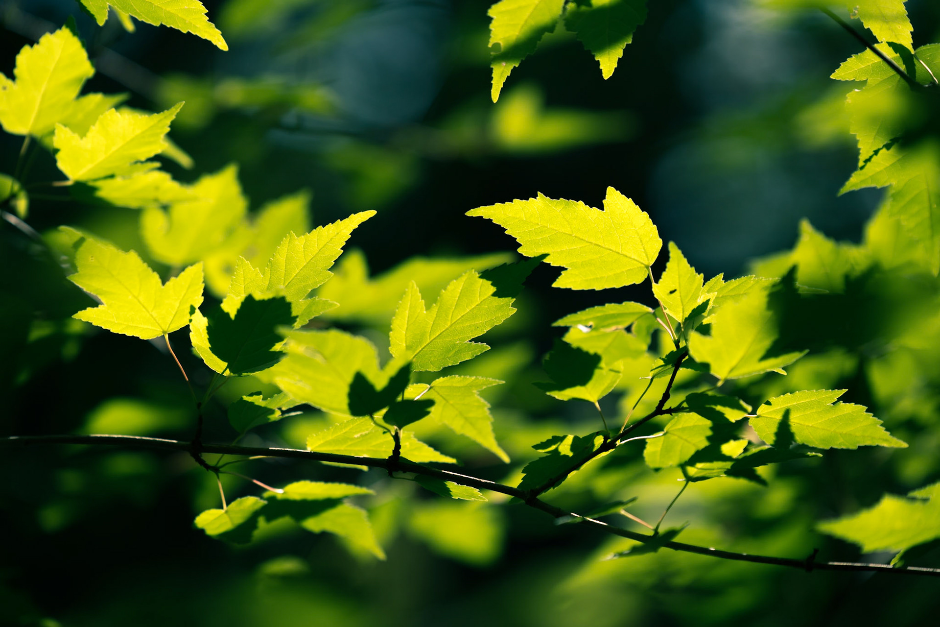 Dancing in the Light